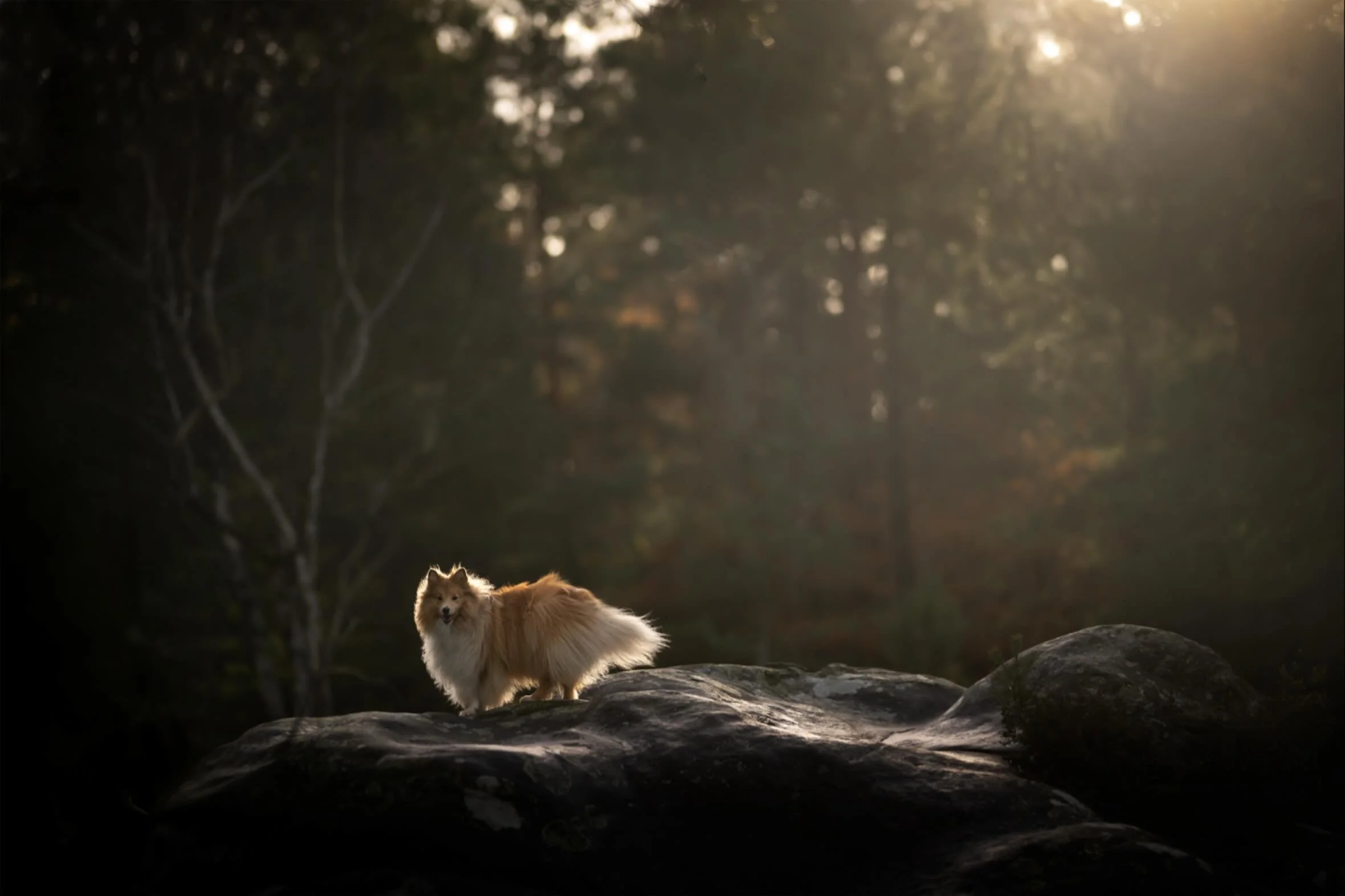 Voici Rheia, la belle blonde, en for&ecirc;t de Fontainebleau.

#chienheureux #chienheureuxmaitreheureux #sheltie #shetlandsheepdog #fontainebleau #photographecaninparis #photographecanin 

Je suis Val&eacute;rie, photographe pour vos chiens et pour 