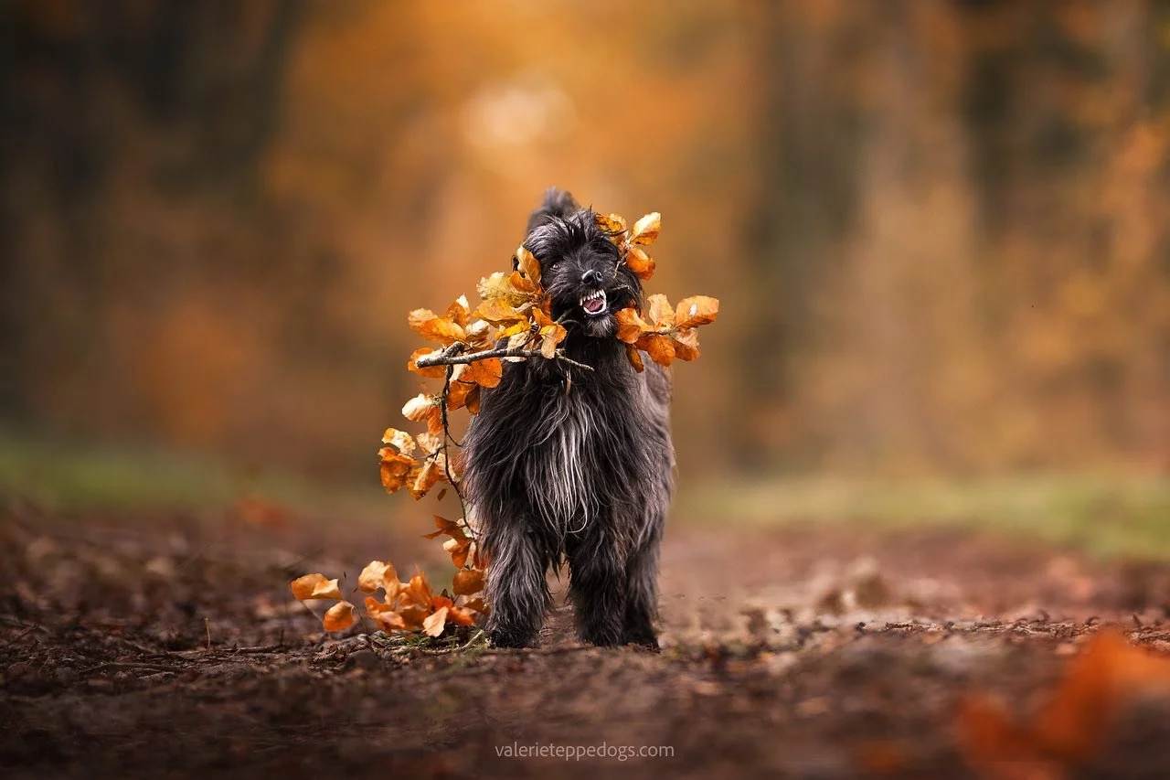 Il y a un an Uti avait encore une t&ecirc;te de chiot et la malice qui va avec. (Lala avait pos&eacute; avec la branche comme une star - la photo a &eacute;t&eacute; publi&eacute;e plus bas). Sa couleur a aussi chang&eacute;&hellip;

Tout &ccedil;a p