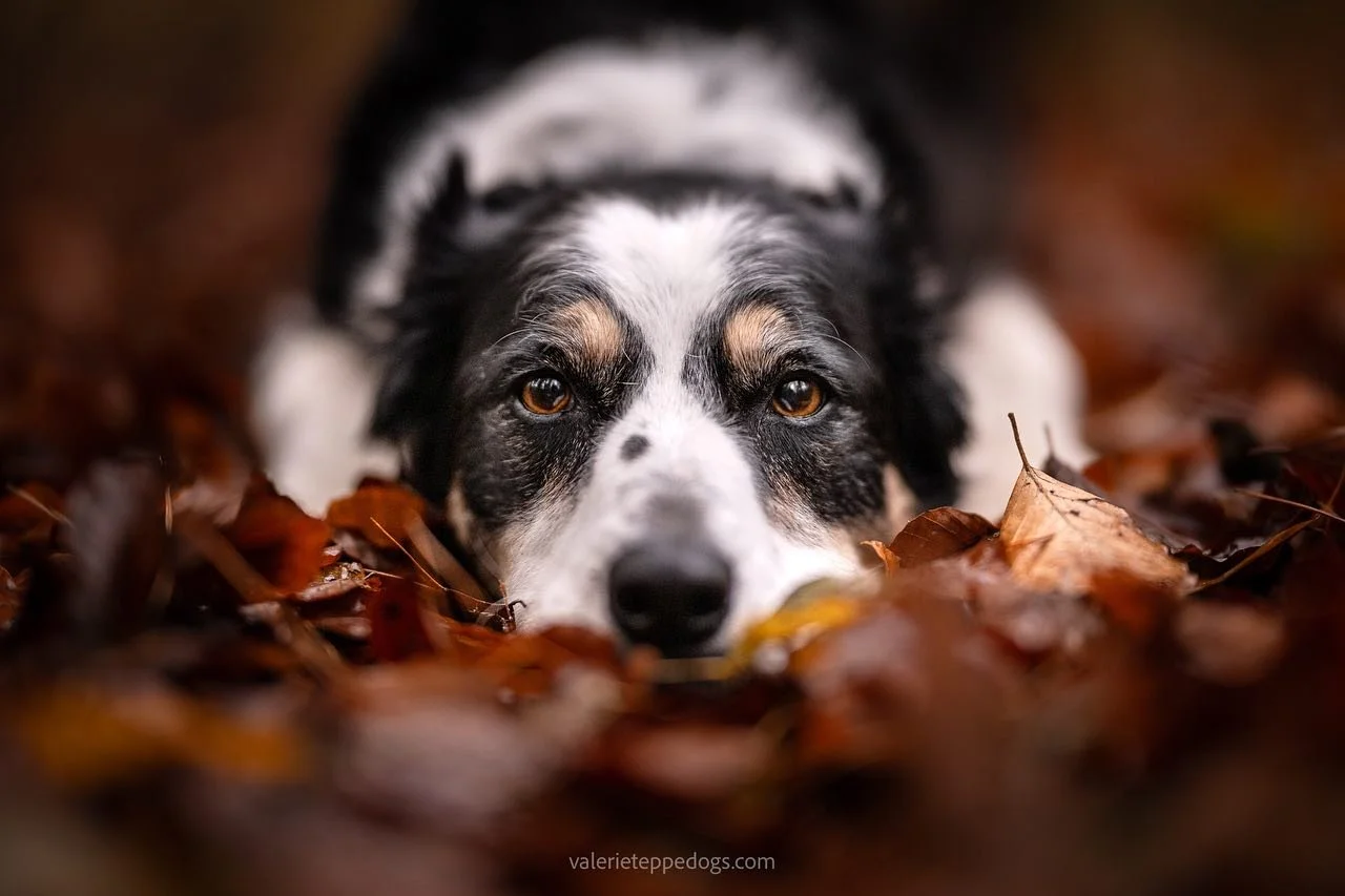 Le regard azimut&eacute; de Lala !

Plus de cr&eacute;neau la semaine prochaine pour des photos dans les belles couleurs d&rsquo;automne, mais je pense que ce sera encore tr&egrave;s beau la semaine suivante. Donc contactez moi en mp si vous voulez m