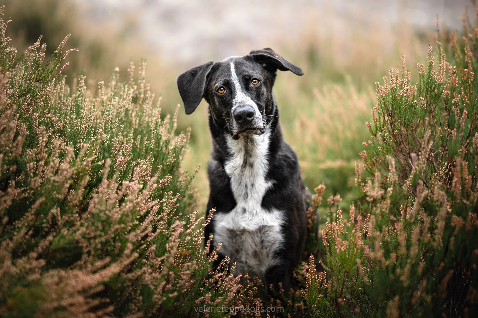 Voici quelques extraits de la s&eacute;ance avec Diego le magnifique, posant dans les bruy&egrave;res de Fontainebleau. 
On avait bien crapahut&eacute; dans les rochers avec lui et son humaine Elisabeth.
Il y a eu beaucoup de travail et de d&eacute;v