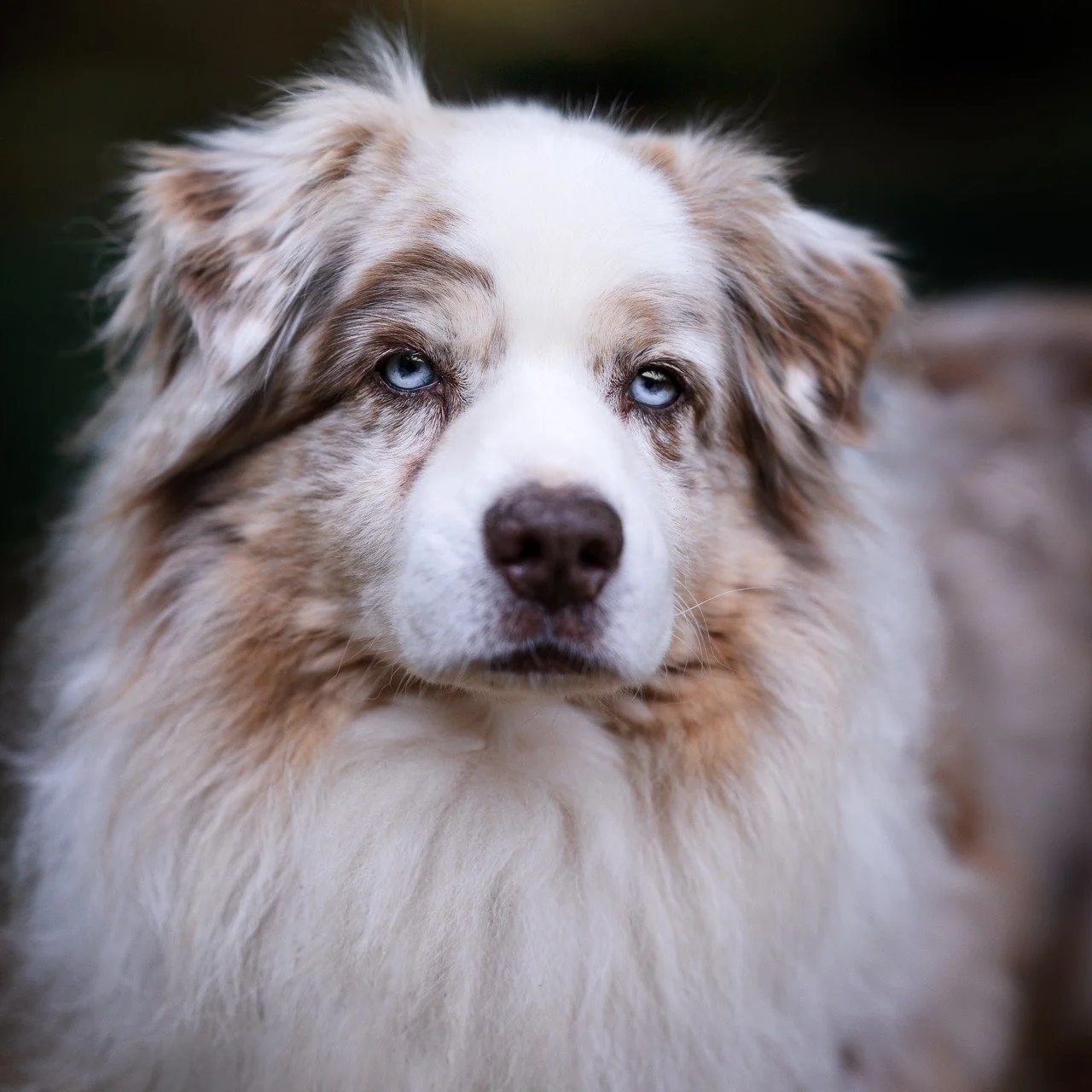 Voici Higher le magnifique.
Nous nous sommes retrouv&eacute;s au lac de Bethmale fin septembre avec son gardien Adrien. Il voulait de belles photos de son chien, 14 ans, mais encore en forme. 
Higher a une toison dans laquelle on voudrait perdre ses 
