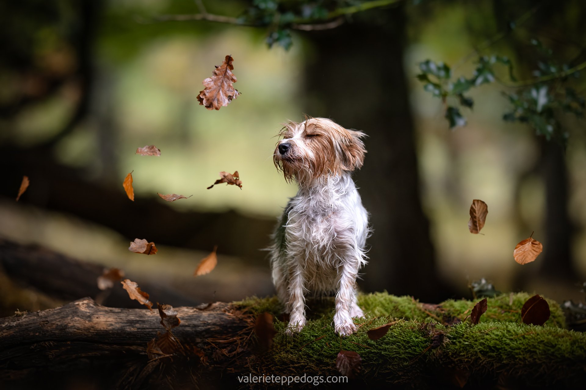 TALINKA

Je ne sais pas combien p&egrave;se Talinka. Quelques centaines de grammes. C'est fascinant de voir tant de personnalit&eacute; dans un si petit corps. 
Pendant la s&eacute;ance photo elle &eacute;tait en attente de chiots encore plus petits 