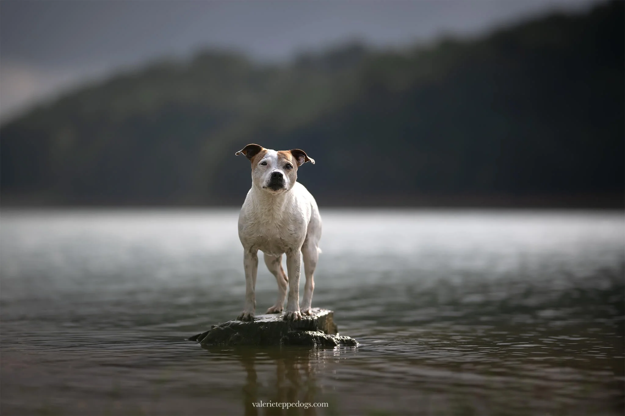 Photo-de-chien-sur-un-lac.jpg