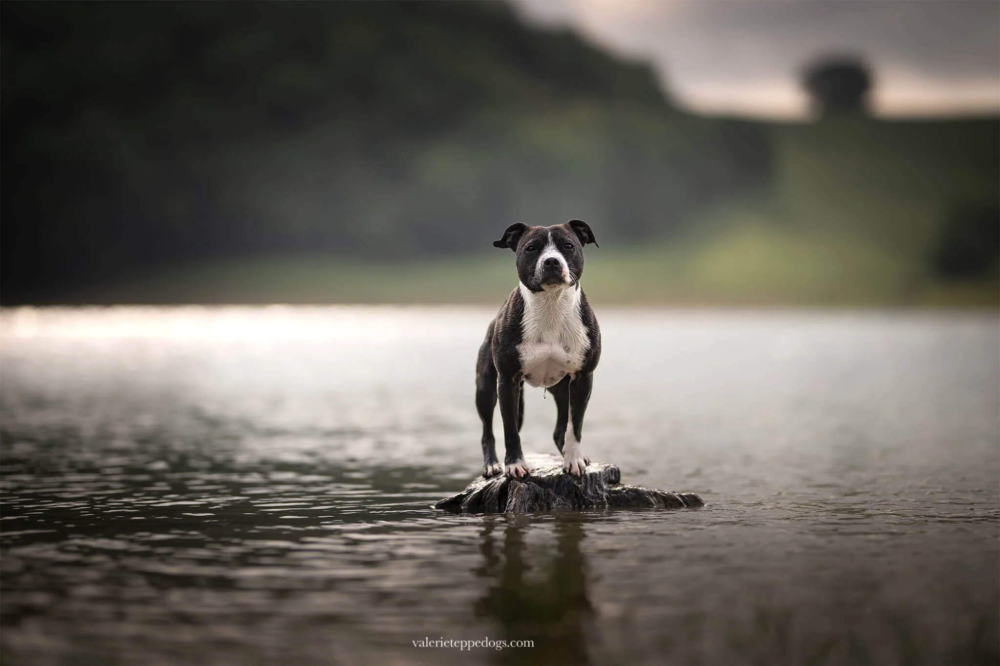 Photographe-chien.jpg
