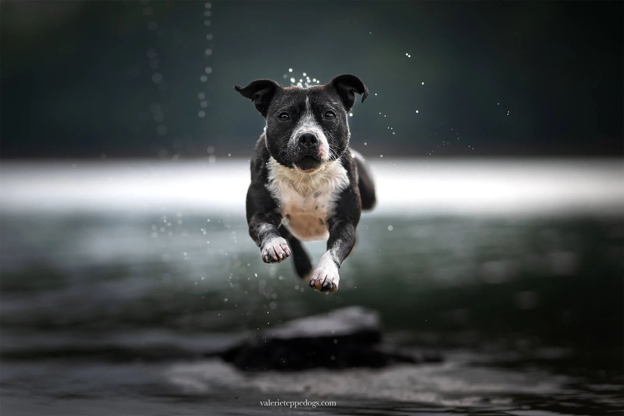Chien-saute-eau.jpg