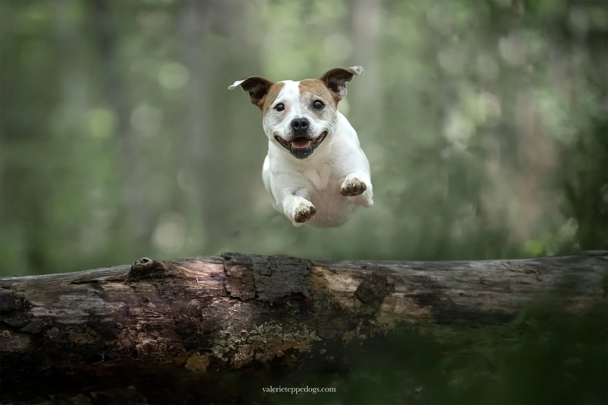 chien-saute-photographe.jpg