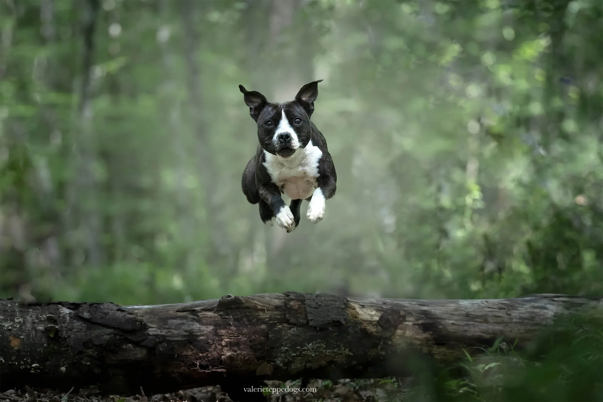 chien-saute-photo.jpg