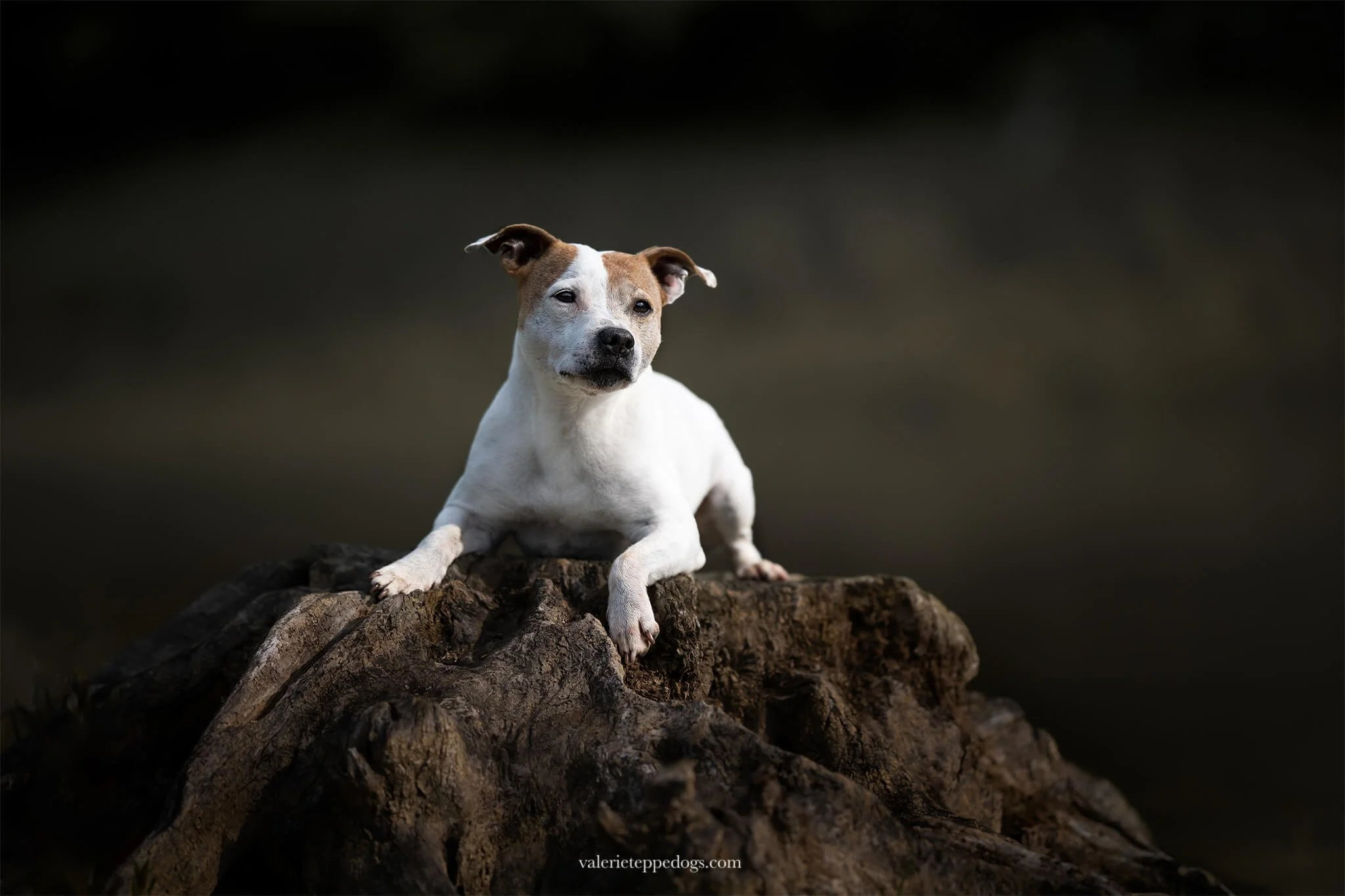 Photographe-Toulouse-chien-canin.jpg