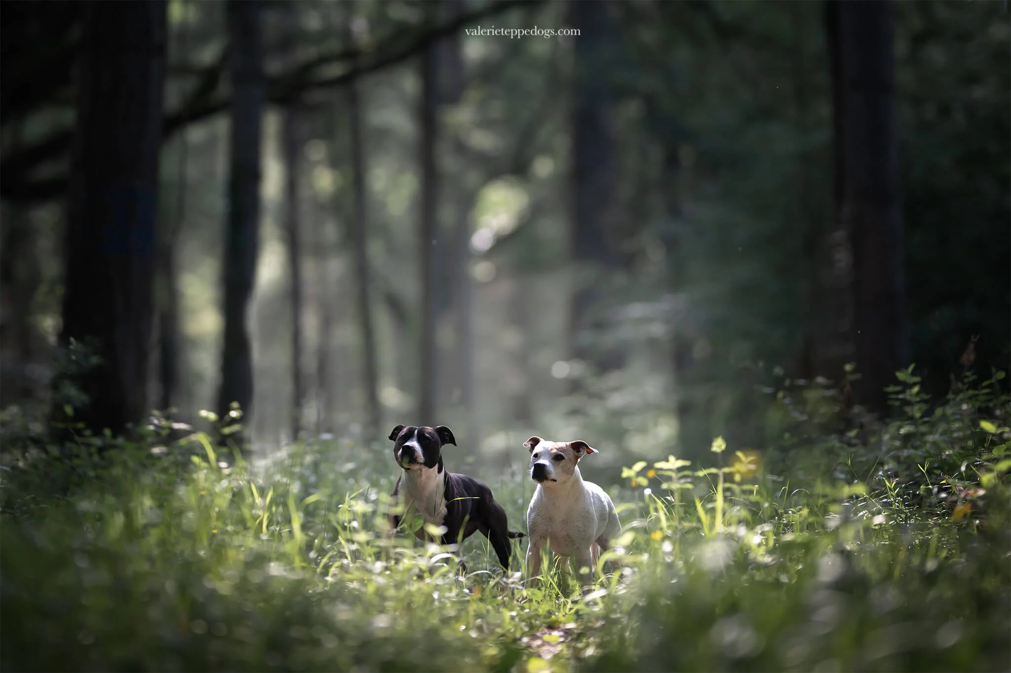 chien-foret-toulouse.jpg