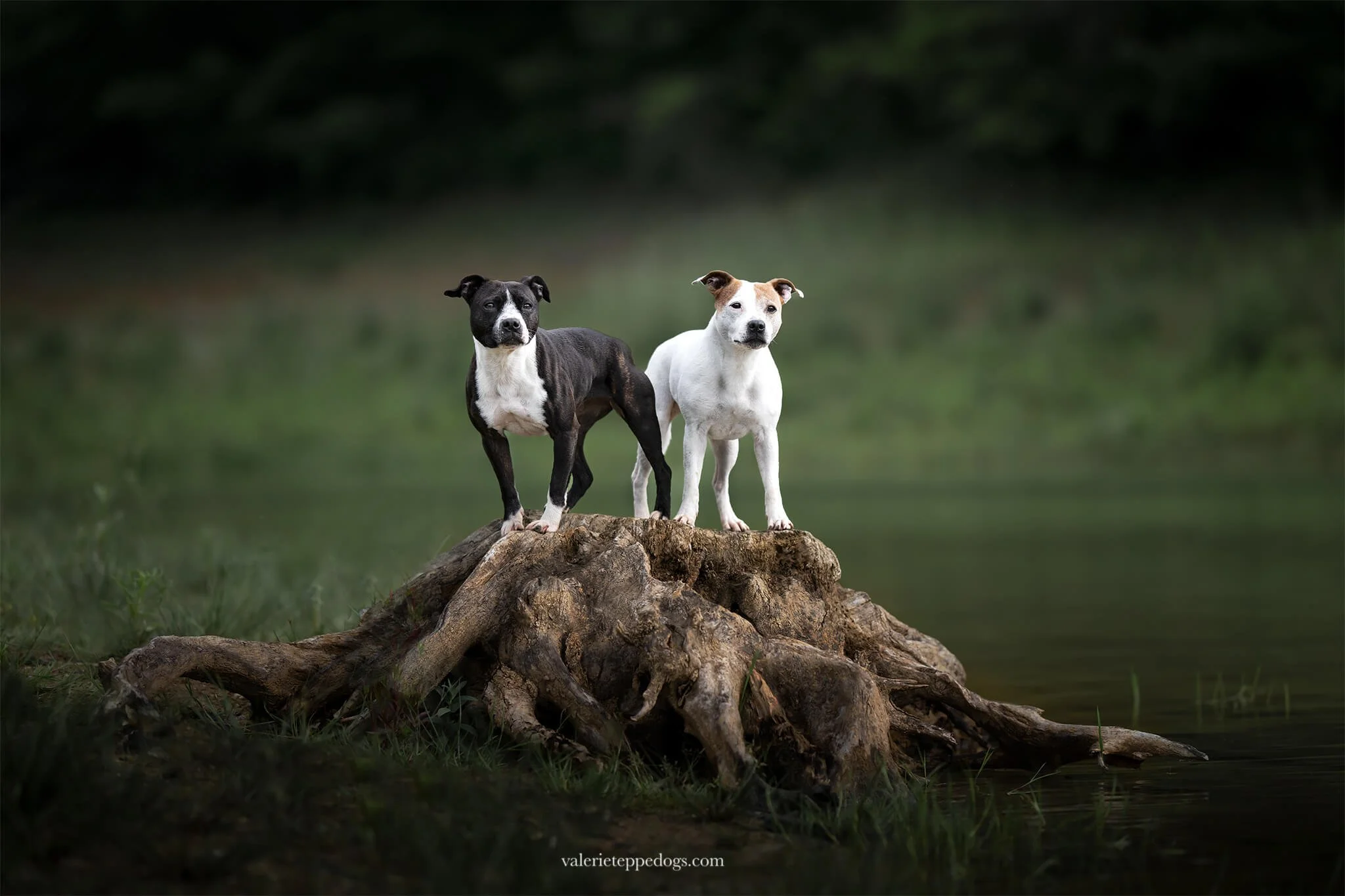 Photographe-Toulouse-chiens.jpg