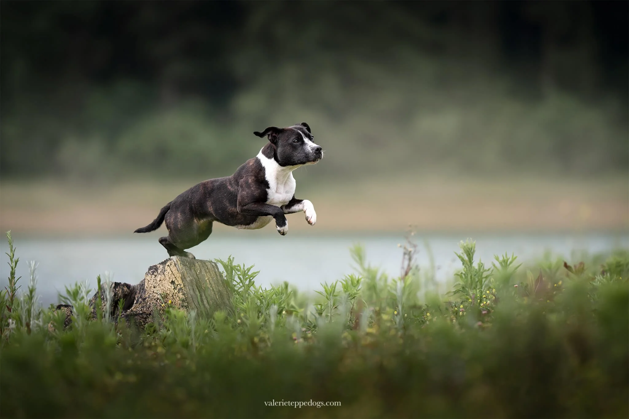 Photographe-Toulouse-chien.jpg