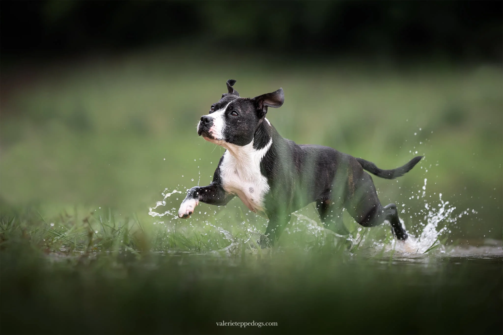 Photographe-Toulouse-02.jpg
