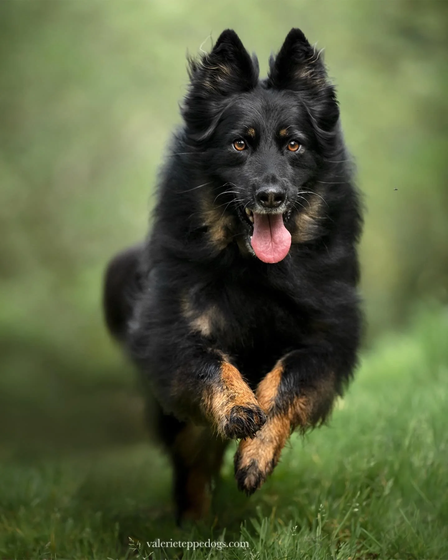 GALWAN et ORI

En livrant la galerie d&rsquo;Olaf &agrave; Lili, (Olaf est son jeune caniche tout noir qui est pass&eacute; devant mon objectif en novembre) je suis all&eacute;e retrouver les photos que nous avions faites il y a deux ans avec ses deu