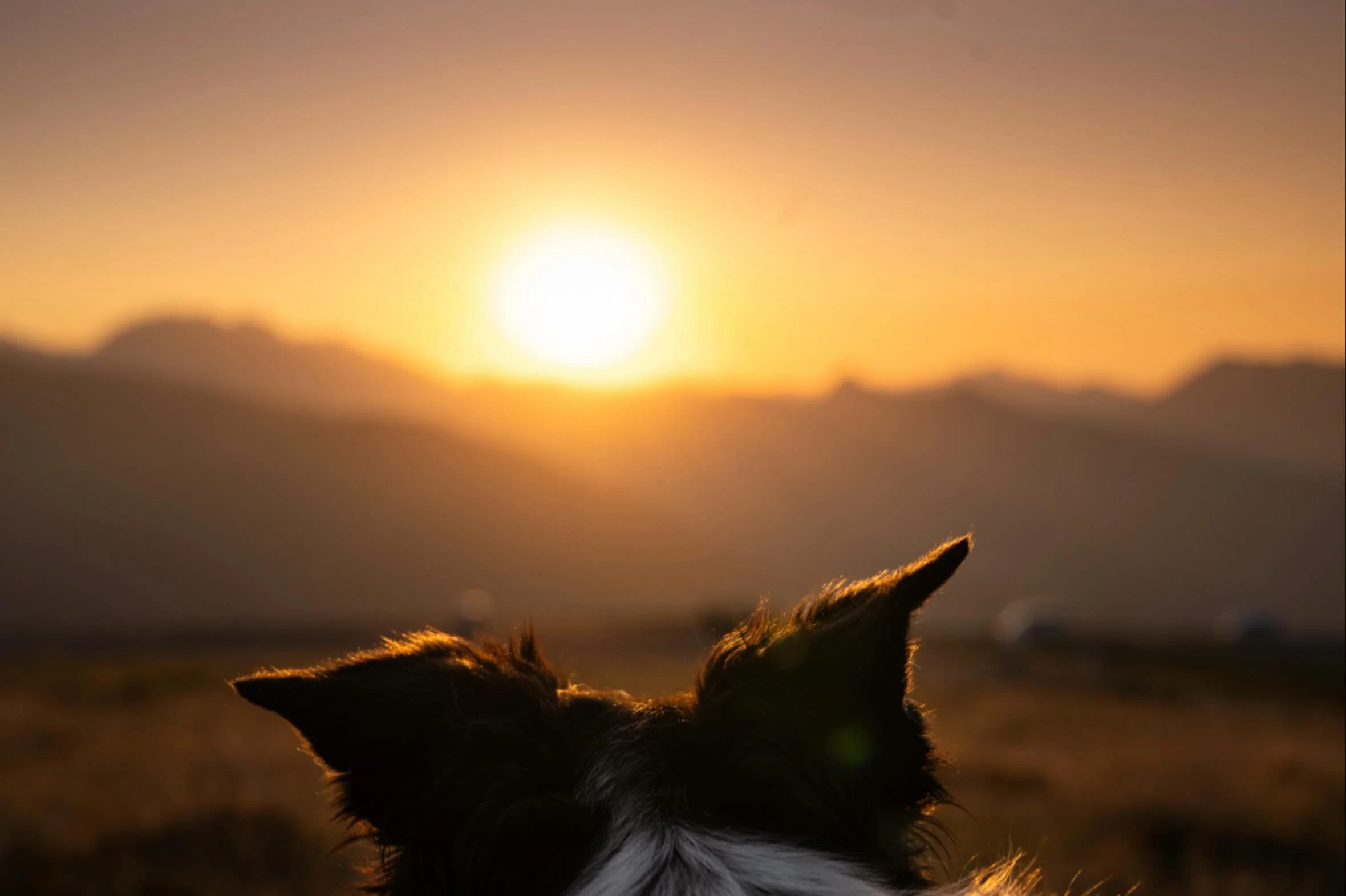 LALA

Ce moment magique quand le soleil vient se confondre avec les montagnes&hellip;

Nous regardons, nous ressentons.

La vie est plus grande.

#chienheureux #chienheureuxma&icirc;treheureux #hautacam #pyrenees #bordercollie #photographepyrenees #p