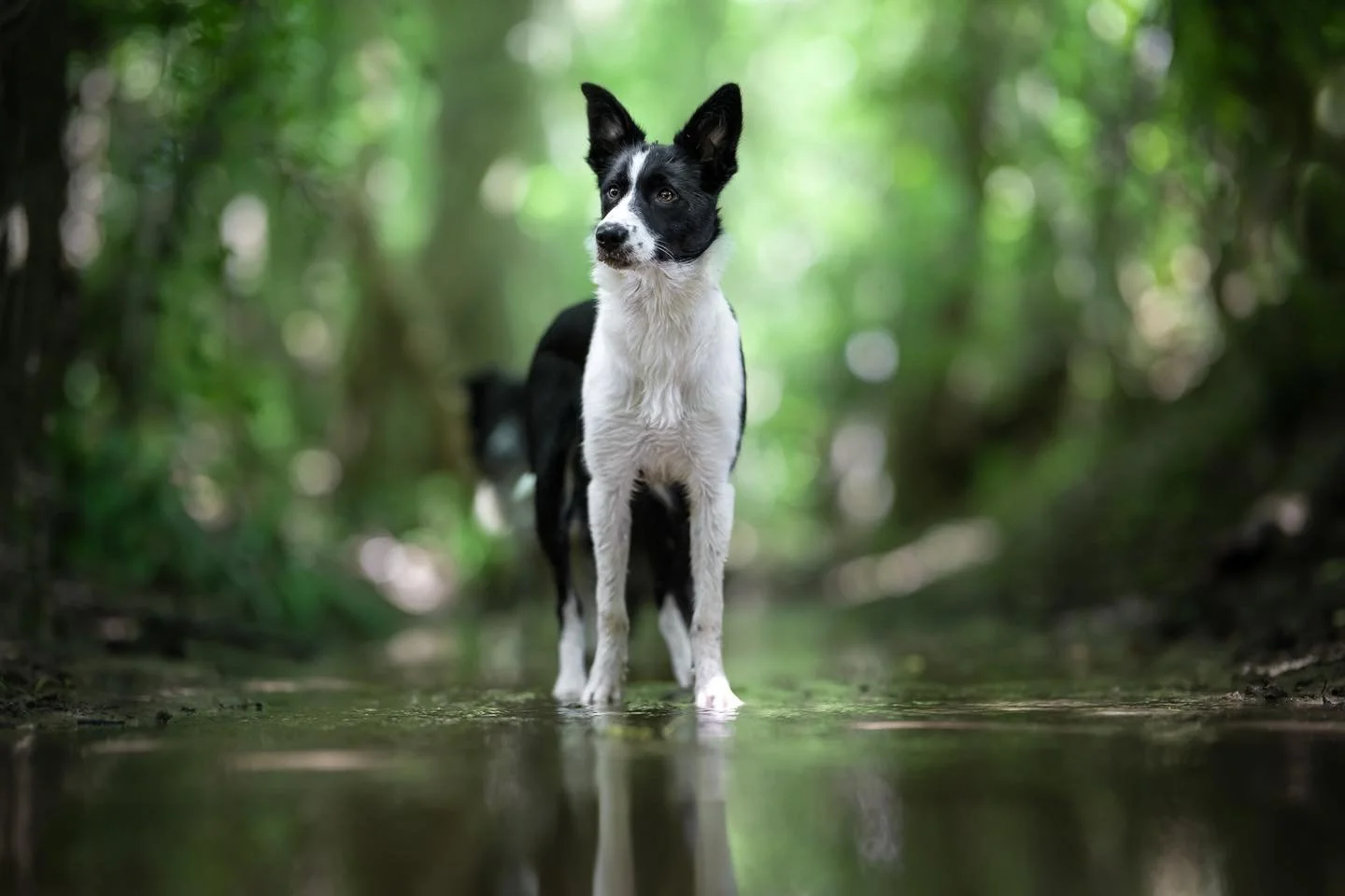 FATE
En m&eacute;moire de Marie Jo sa gardienne sur terre et maintenant dans le ciel. 
❤️