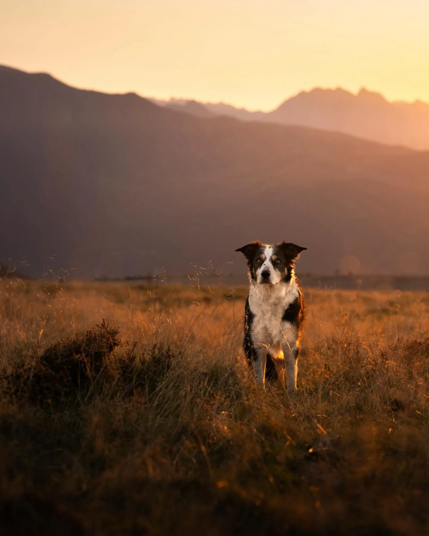 LALA

Je ne savais laquelle choisir pour la publication alors j&rsquo;ai mis les trois.
Laquelle pr&eacute;f&eacute;rez vous ? 
C&rsquo;est tellement subjectif&hellip;
Je retiens juste qu&rsquo;elle a un tel regard, toujours tr&egrave;s intense Lala.
