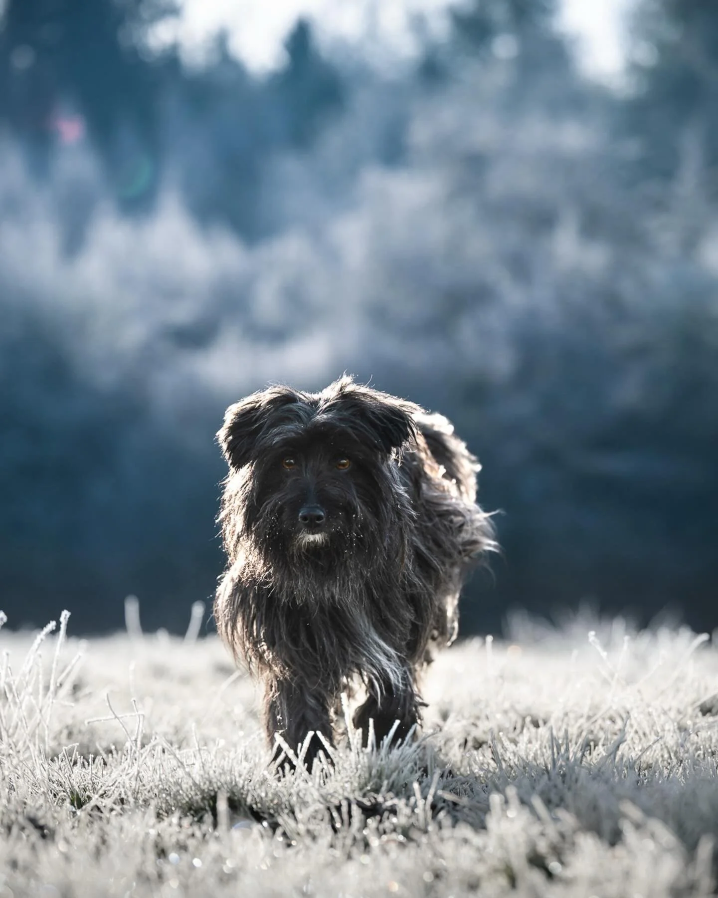 UTI

Un dimanche matin glac&eacute;, le champ en face de la maison et puis la petite magie de la campagne et de l&rsquo;hiver.

Que j&rsquo;aime ces jours froids et secs, avec du soleil : tout brille.

Nikon z6iii + z70-200 + lightroom 

#chienheureu