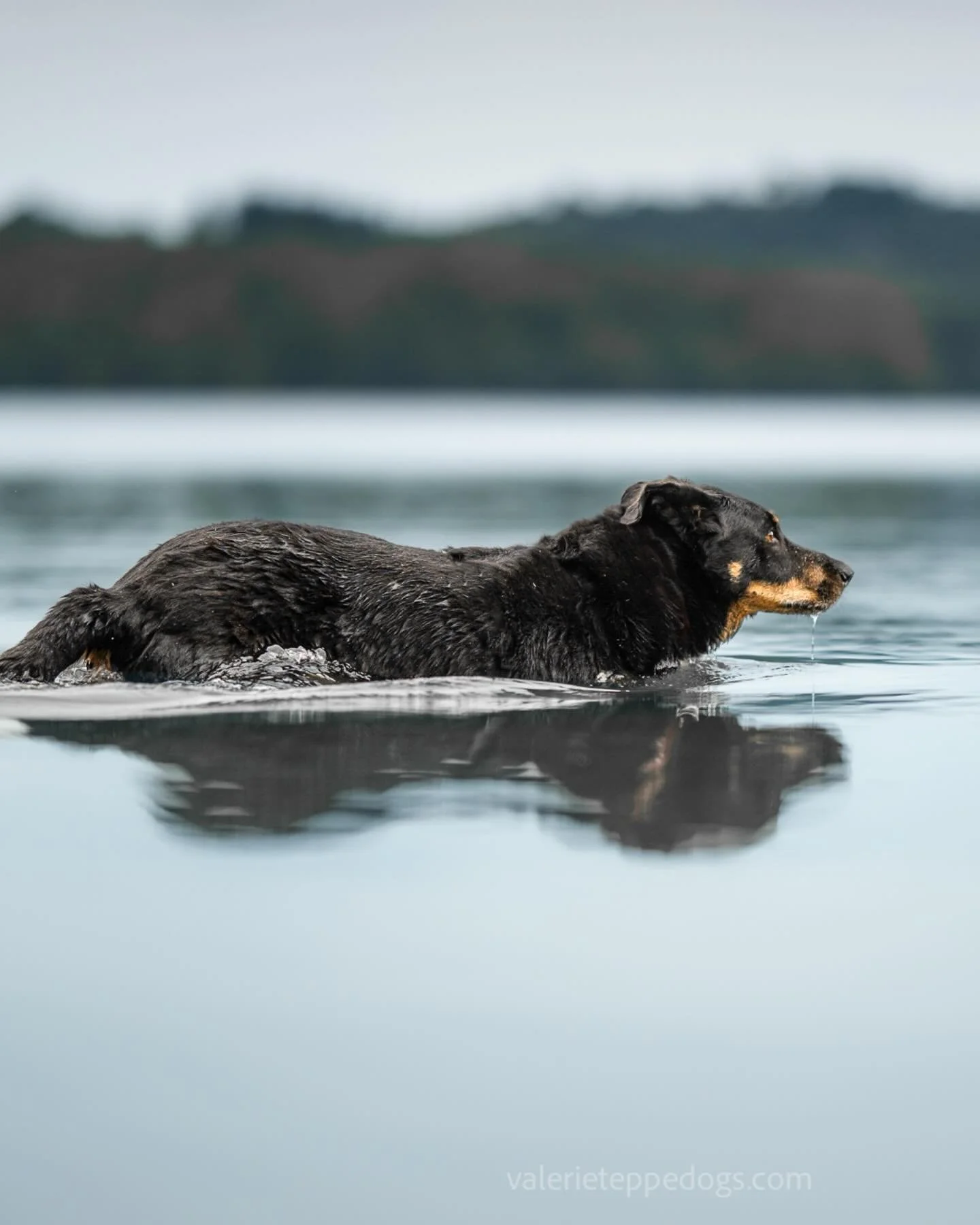 SYLOUE

C&rsquo;est toujours une grande joie de photographier les beaucerons, ces chiens au grand c&oelig;ur. 
Syloue est passionn&eacute;e par l&rsquo;eau, et sur cette photo on dirait qu&rsquo;elle part en voyage. 
On peut se raconter toutes sortes