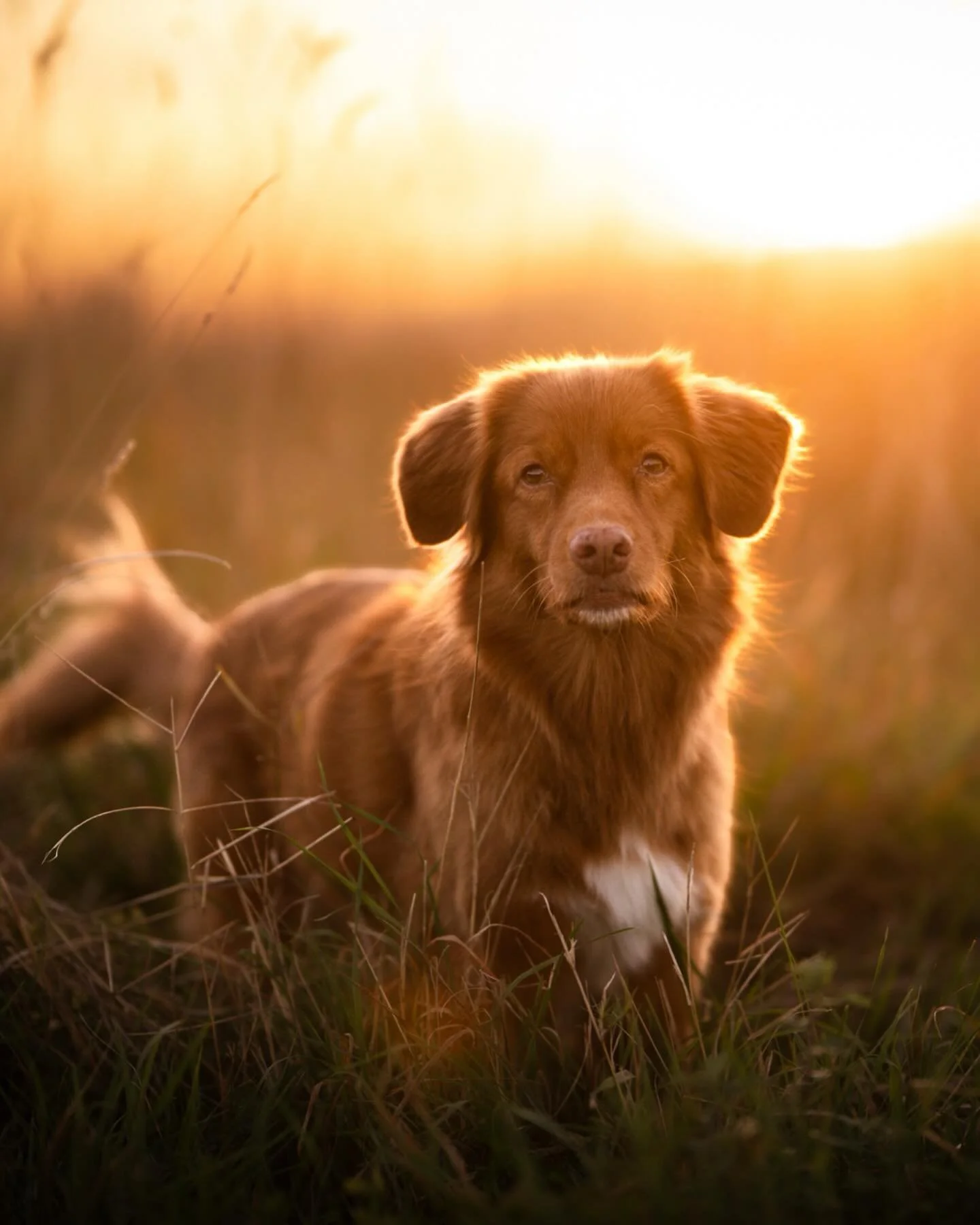 🌿 MIETTE 🌿

Superstar
Du fitness, du treiball, de l&rsquo;agility, et dans bien d&rsquo;autres activit&eacute;s&hellip;
Et surtout du c&oelig;ur de Camille

Miette la discr&egrave;te mais avec une grande pr&eacute;sence, c&rsquo;est l&rsquo;apanage