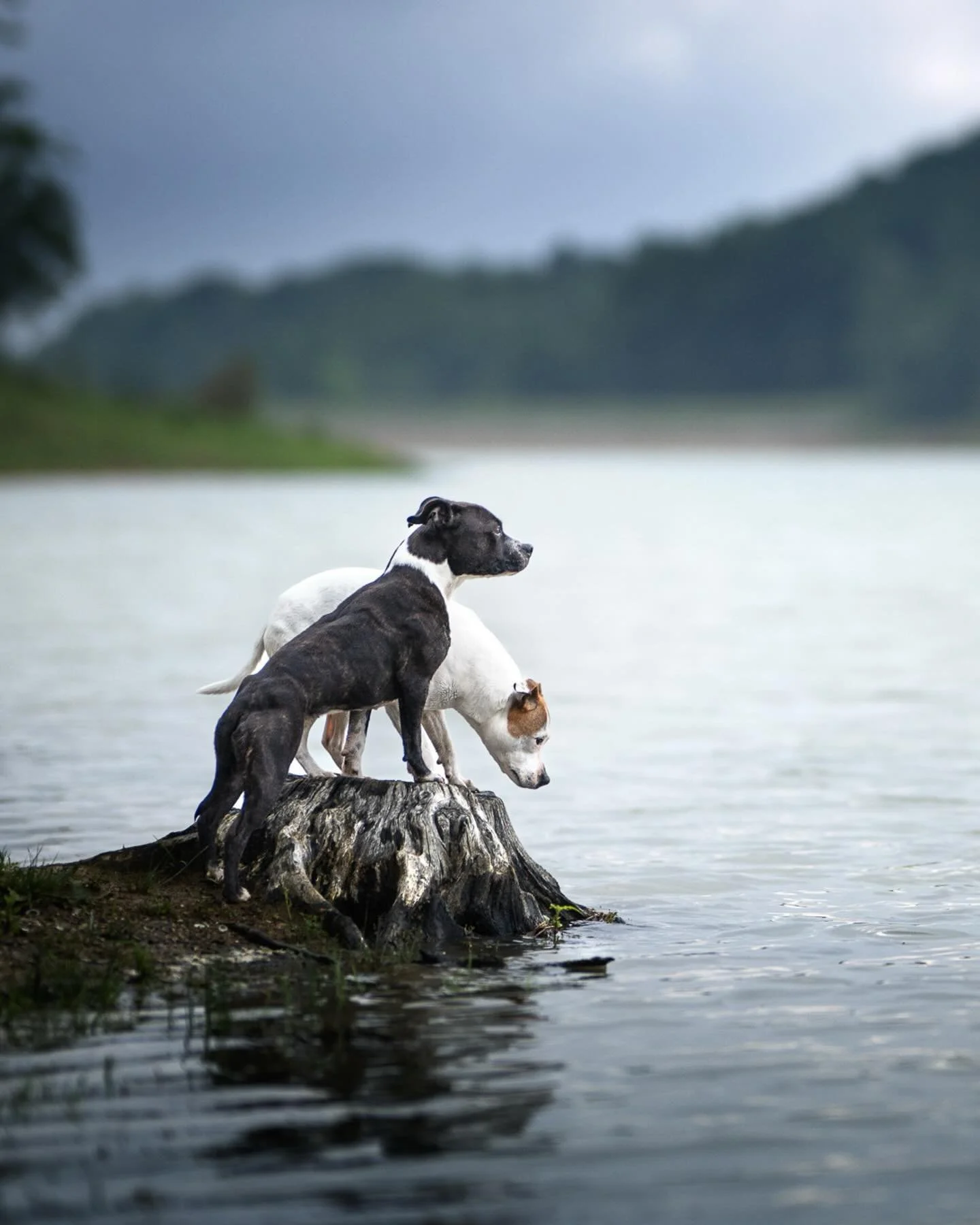 KISS et IPI

Les talentueuses pour l&rsquo;agility et pour proposer une pose parfaite. 
Tout en naturel&hellip;
Des moments merveilleux&hellip;

Je serai &agrave; Toulouse et environs autour du 9 f&eacute;vrier 2026. Il y a un ou deux cr&eacute;neaux