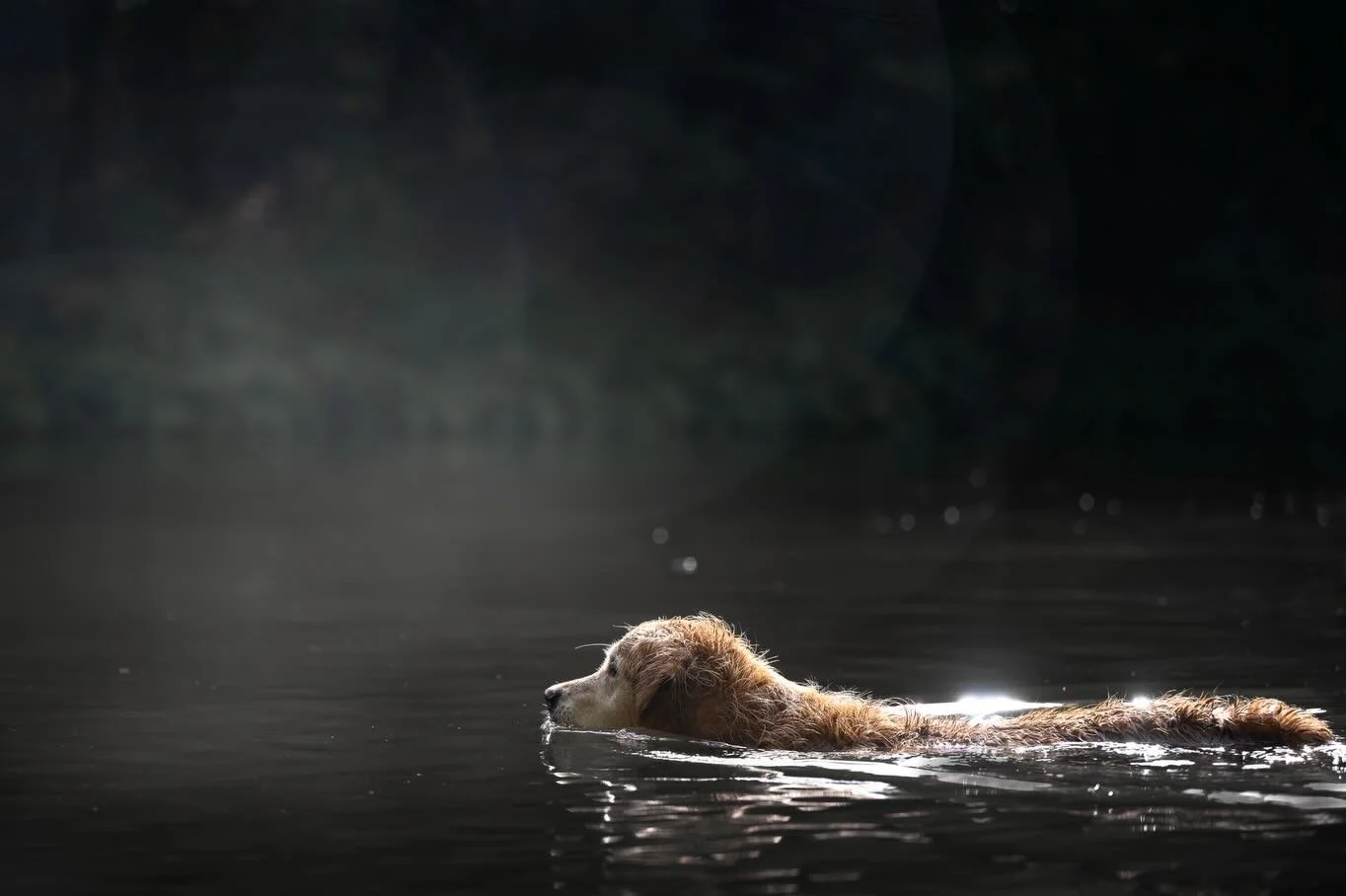 🌿 Fanfan 🌿
D&eacute;j&agrave; mamie active lors de la s&eacute;ance avec tous les golden retrievers en folie, &agrave; pr&eacute;sent ces photos sont de si beaux et bons souvenirs pour sa gardienne et pour tous ceux qui l&rsquo;ont aim&eacute;e.
Ce