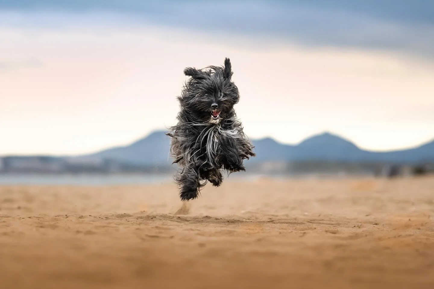 LA JOIE
La mer
La plage 
Une amie

Rien &agrave; dire de plus 

Ha si !
L&rsquo;Espagne
Et Uti la Vie &agrave; 2000 quand elle ne dort pas. Mon petit bout de chien avec un &eacute;norme c&oelig;ur.

#chienheureux #chienheureuxmaitreheureux #photograp