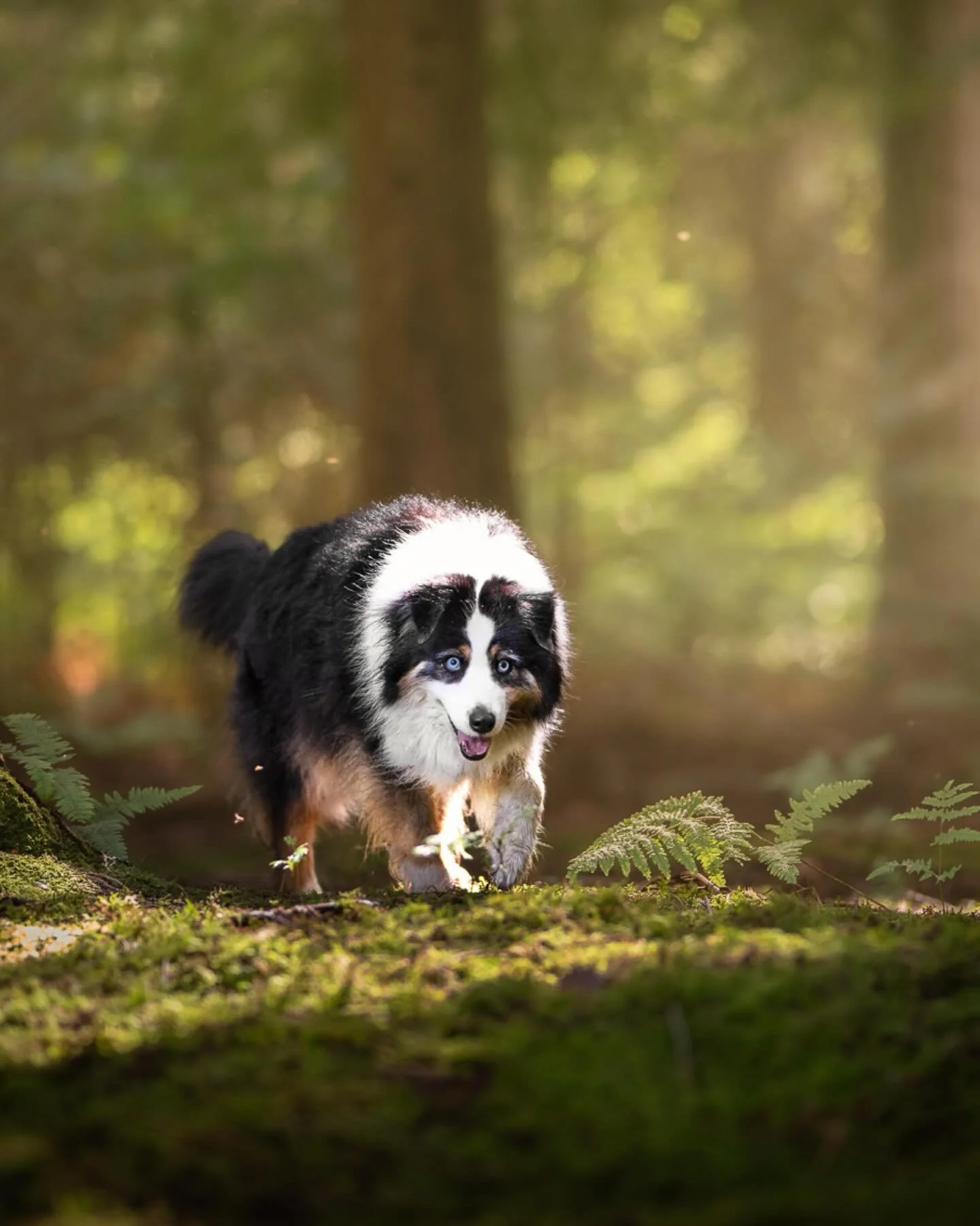 JANET - VENUE &Agrave; RAMBOUILLET

Chaque fois que je retrouve Janet j&rsquo;ai la chanson du Rocky Horror Picture Show dans la t&ecirc;te 🙃
Elle a un regard incroyable, et une pr&eacute;sence magnifique. Il faut dire que je la vois vivre quasi tou