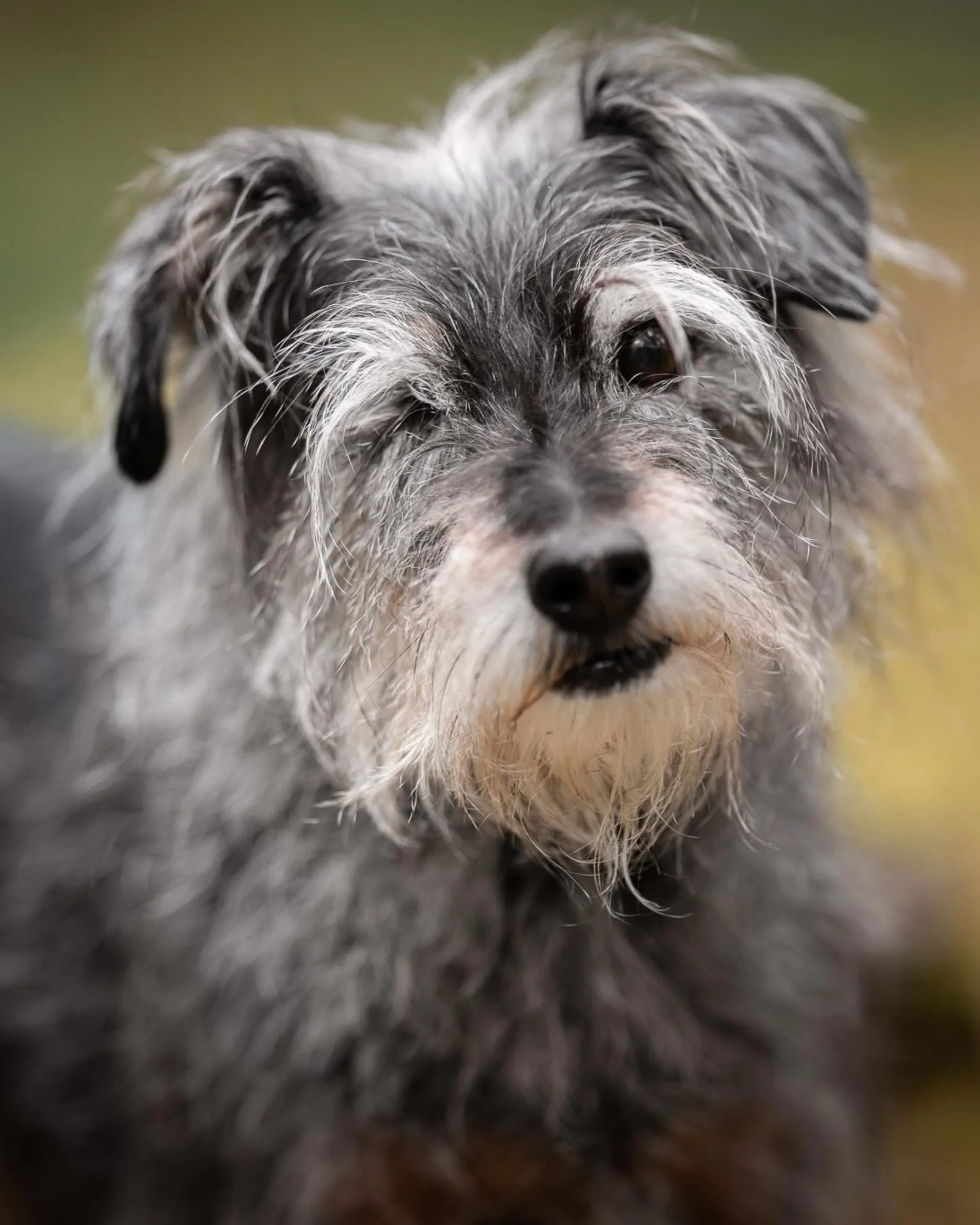 HILLYS - Venue en for&ecirc;t de Rambouillet 

HILLYS, petite louloutte sauv&eacute;e de la rue, au physique improbable mais tellement mignonne dans sa diff&eacute;rence ! 
J&rsquo;ai ador&eacute; sa grande assurance, et on a pass&eacute; un moment f