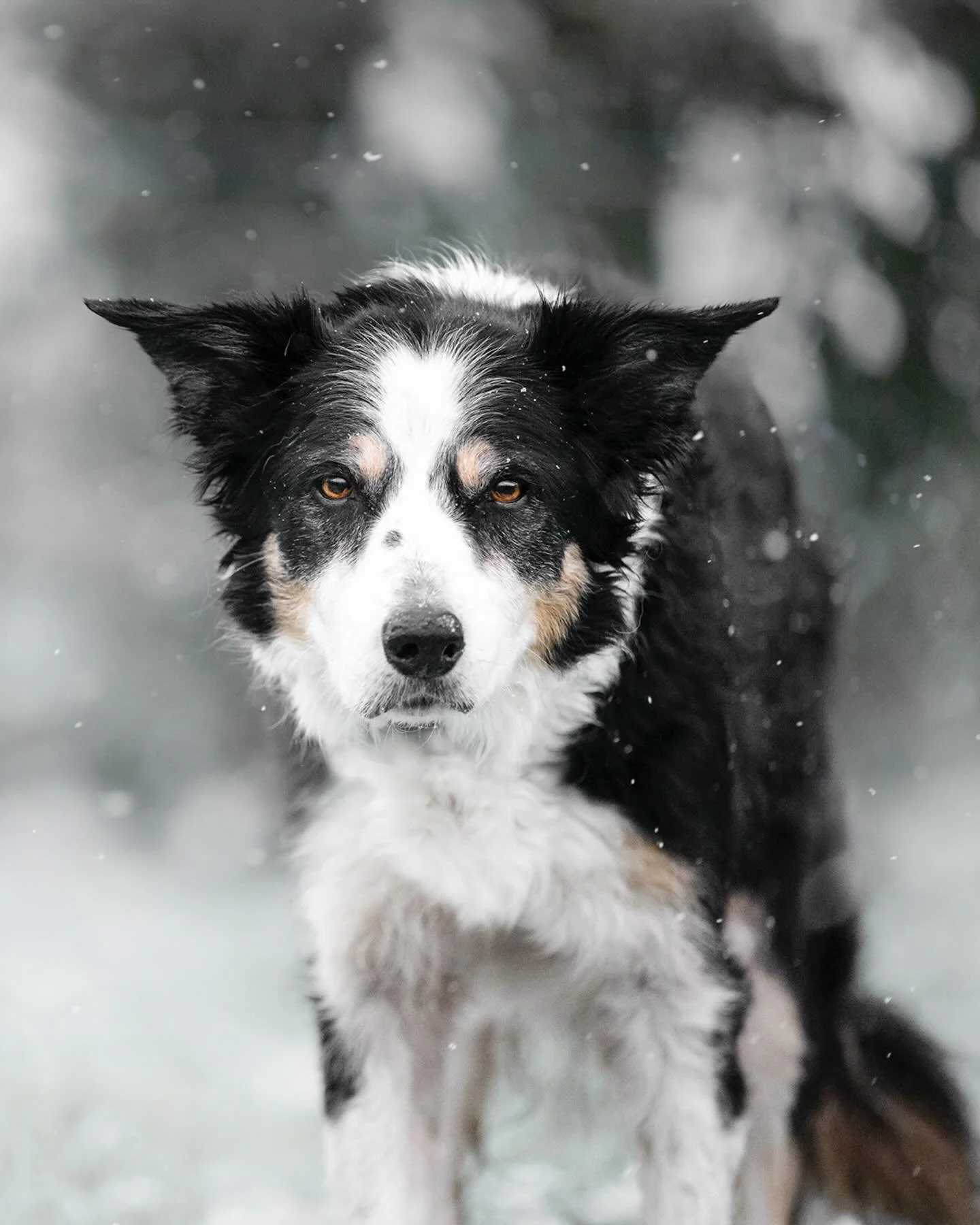 LALA
On a eu quelques chutes de neige dimanche matin alors on en a profit&eacute; pour prendre quelques photos. Il y en a eu tr&egrave;s peu car je ne voulais pas qu&rsquo;elle prenne froid et que son arthrose la g&ecirc;ne ensuite. Elle est super s&