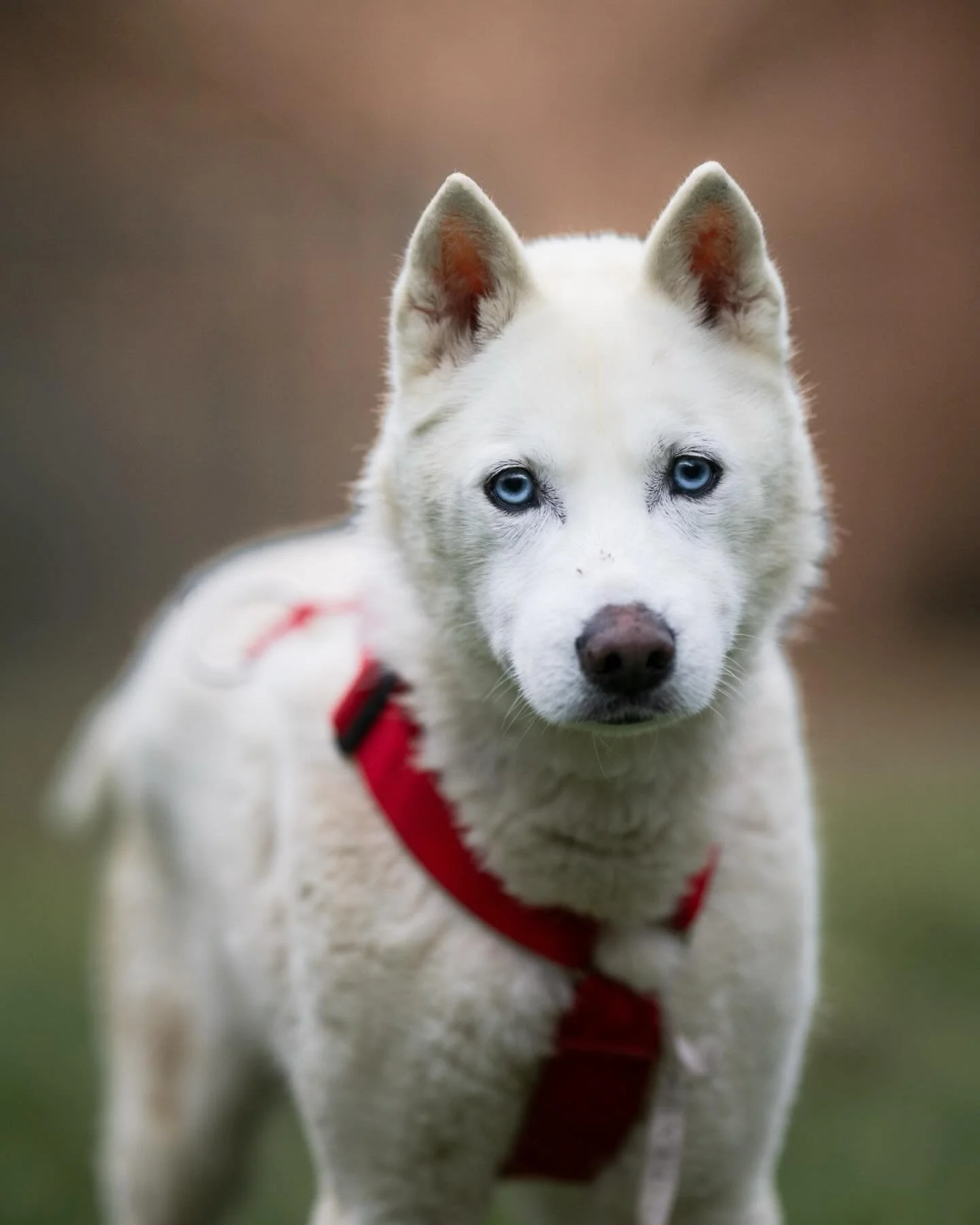 Urgence pour la belle et douce Jacinthe qui est &agrave; adopter &agrave; la SPA de la Haute-Vienne. J&rsquo;ai eu un vrai coup de c&oelig;ur pour cette chienne sensible qui m&eacute;rite une maison dans laquelle elle pourra go&ucirc;ter &agrave; la 