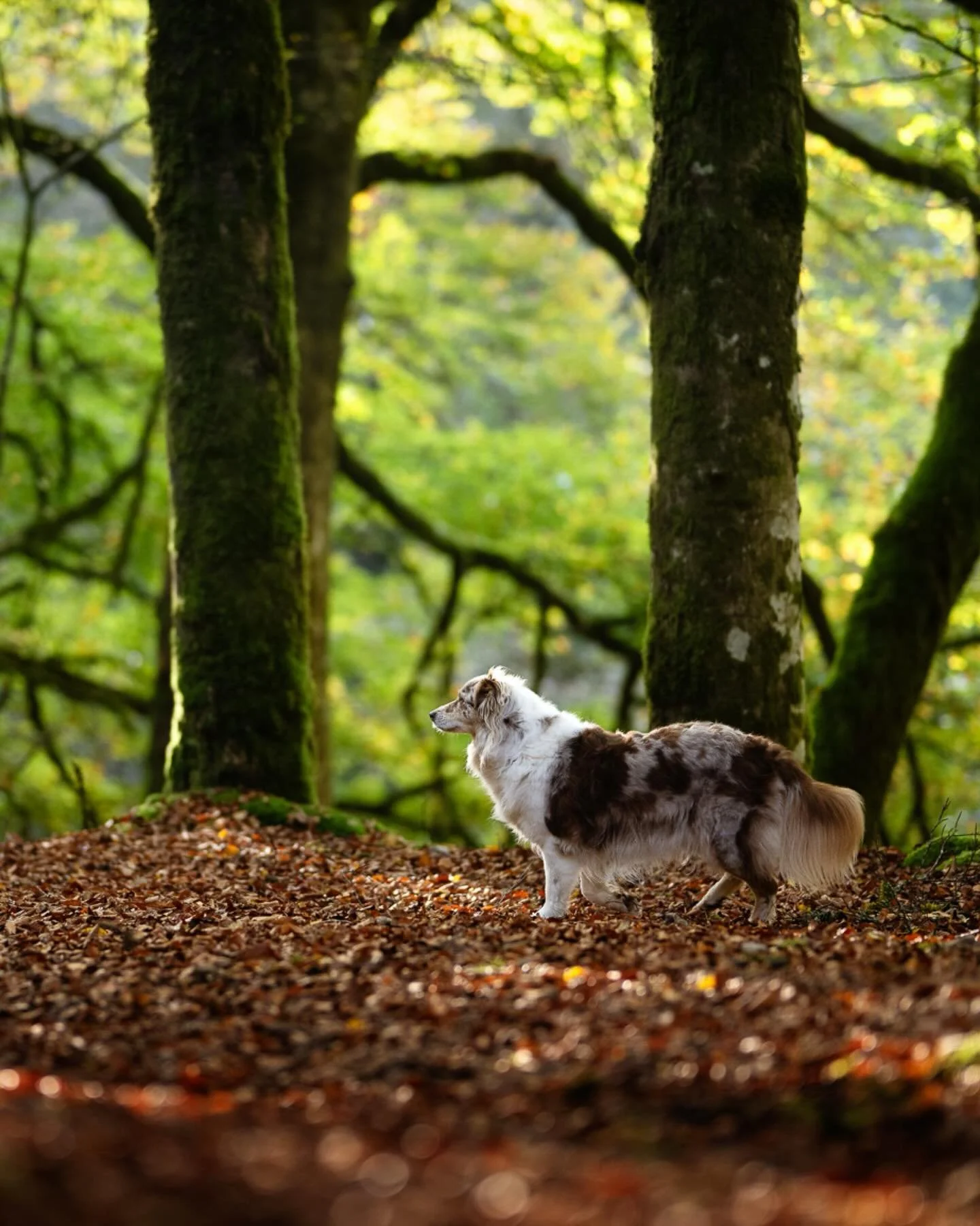 INAYA

La belle australienne en Corr&egrave;ze. 

#chienheureux #photographecorreze #correze #bergeraustralien #aussieshepherd 

Photographe canin en Corr&egrave;ze, si vous voulez vivre une belle s&eacute;ance avec moi c&rsquo;est par ici : www.vale