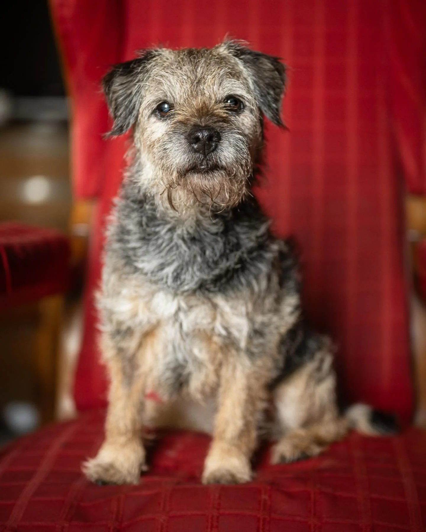 Petite Fizz
Je me souviens de cette s&eacute;ance toute sereine dans ta maison et ton jardin. Avec plein de saucisse de canard. 
Cours bien dans les &eacute;toiles, tu as &eacute;t&eacute; tellement choy&eacute;e, petite chienne adorable.