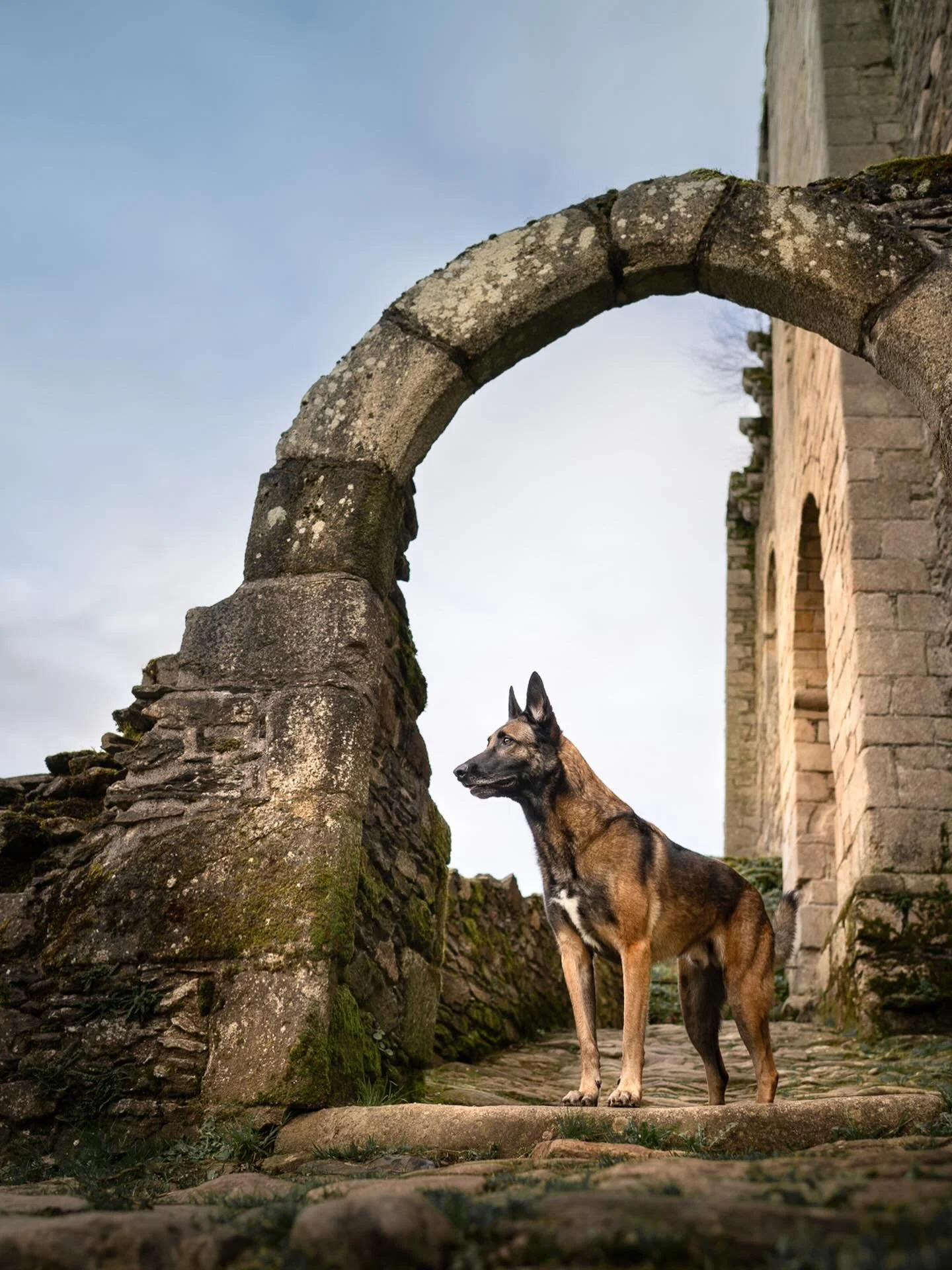 Sparo

Un malinois extraordinaire que j&rsquo;ai eu la chance de photographier pour ma premi&egrave;re s&eacute;ance de l&rsquo;ann&eacute;e (on est pass&eacute;s entre les gouttes) au beau ch&acirc;teau de Chalucet.

Ce chien a tout pour lui, et il 