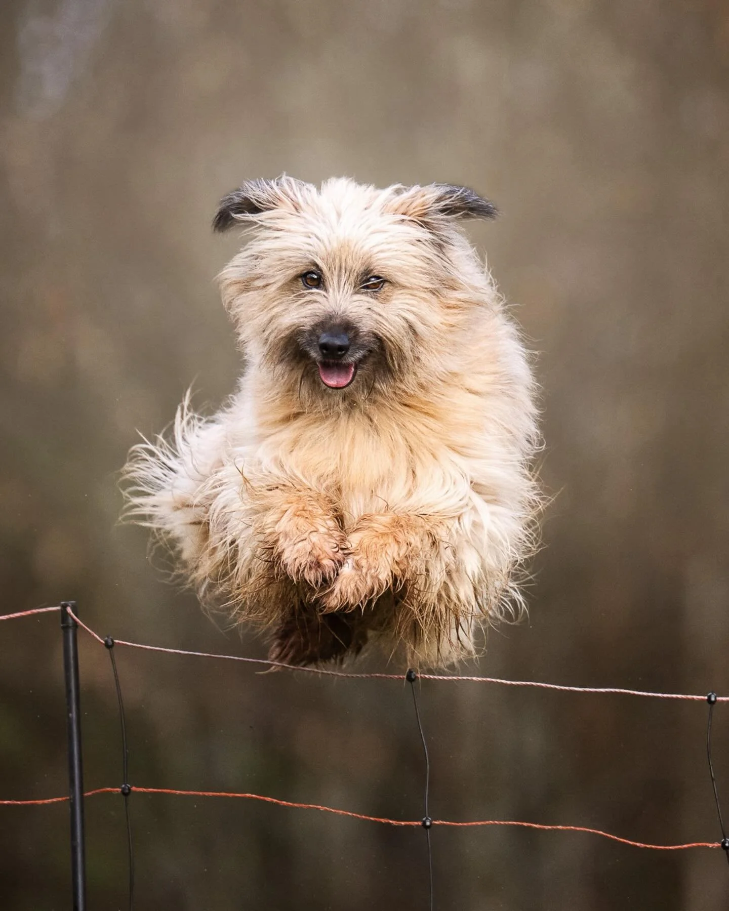 TOY

Voici la merveilleuse Toy, chienne de travail au troupeau, ceux qui savent sauter des hauteurs incroyables au dessus des filets.
Personnellement je suis fan, d&rsquo;abord parce que les bergers des Pyr&eacute;n&eacute;es sont mes chiens de coeur