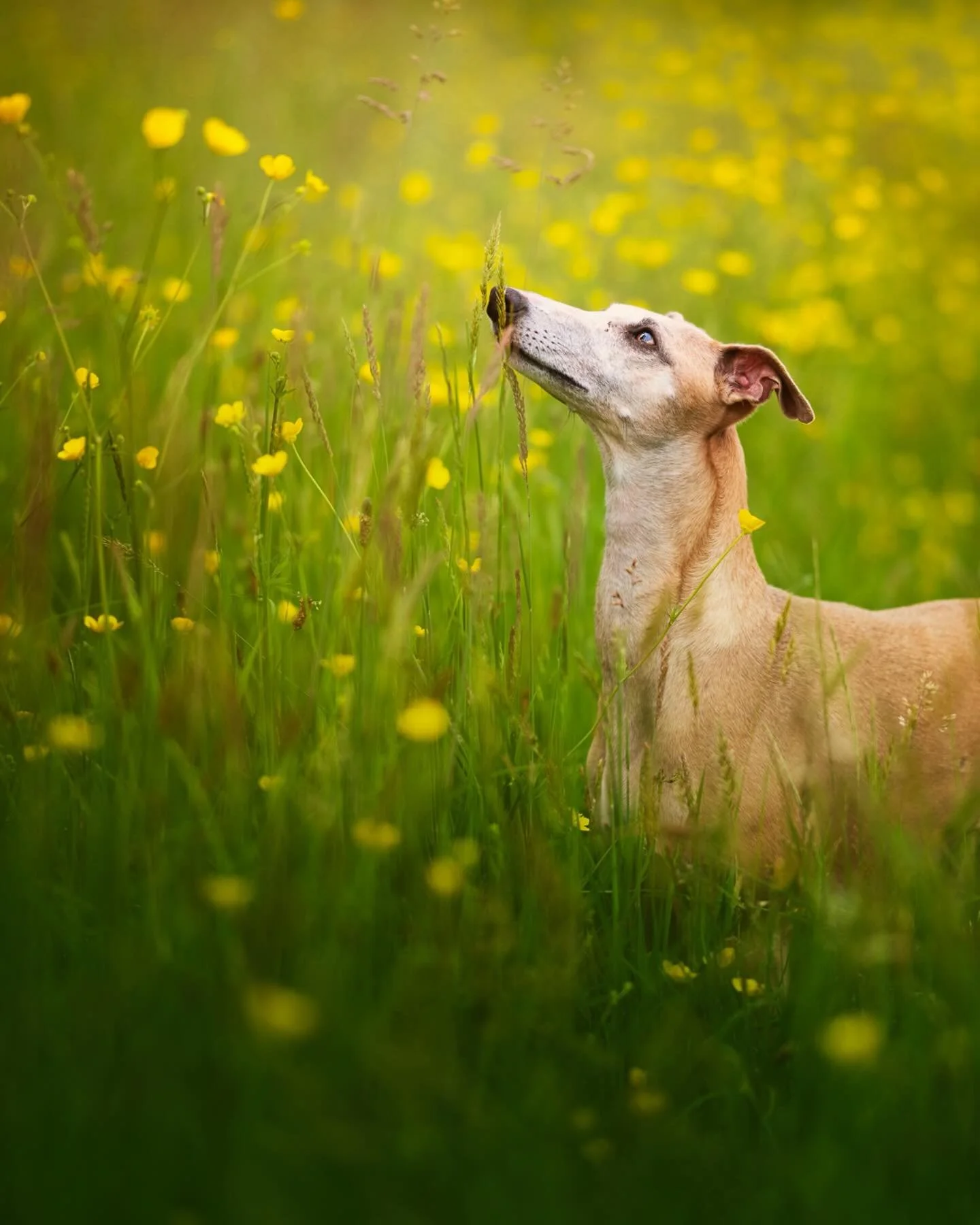 Framboise et le printemps

La d&eacute;licatesse d&rsquo;une whippet rencontre la finesse des boutons d&rsquo;or et la photographie r&eacute;v&egrave;le tout cela.

Les s&eacute;ances de printemps vont commencer autour du 15 avril 
Pour r&eacute;serv
