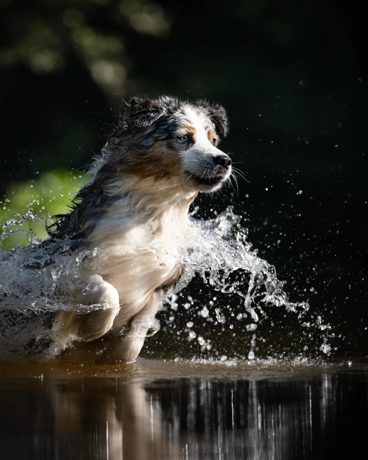 Bient&ocirc;t la saison des baignades !
N-JOY avec toute l&rsquo;intensit&eacute; de l&rsquo;australienne, m&rsquo;a enchant&eacute;e, tant j&rsquo;aime photographier les chiens dans l&rsquo;eau, et ce fut un festival !

#photographelimoges #photogra