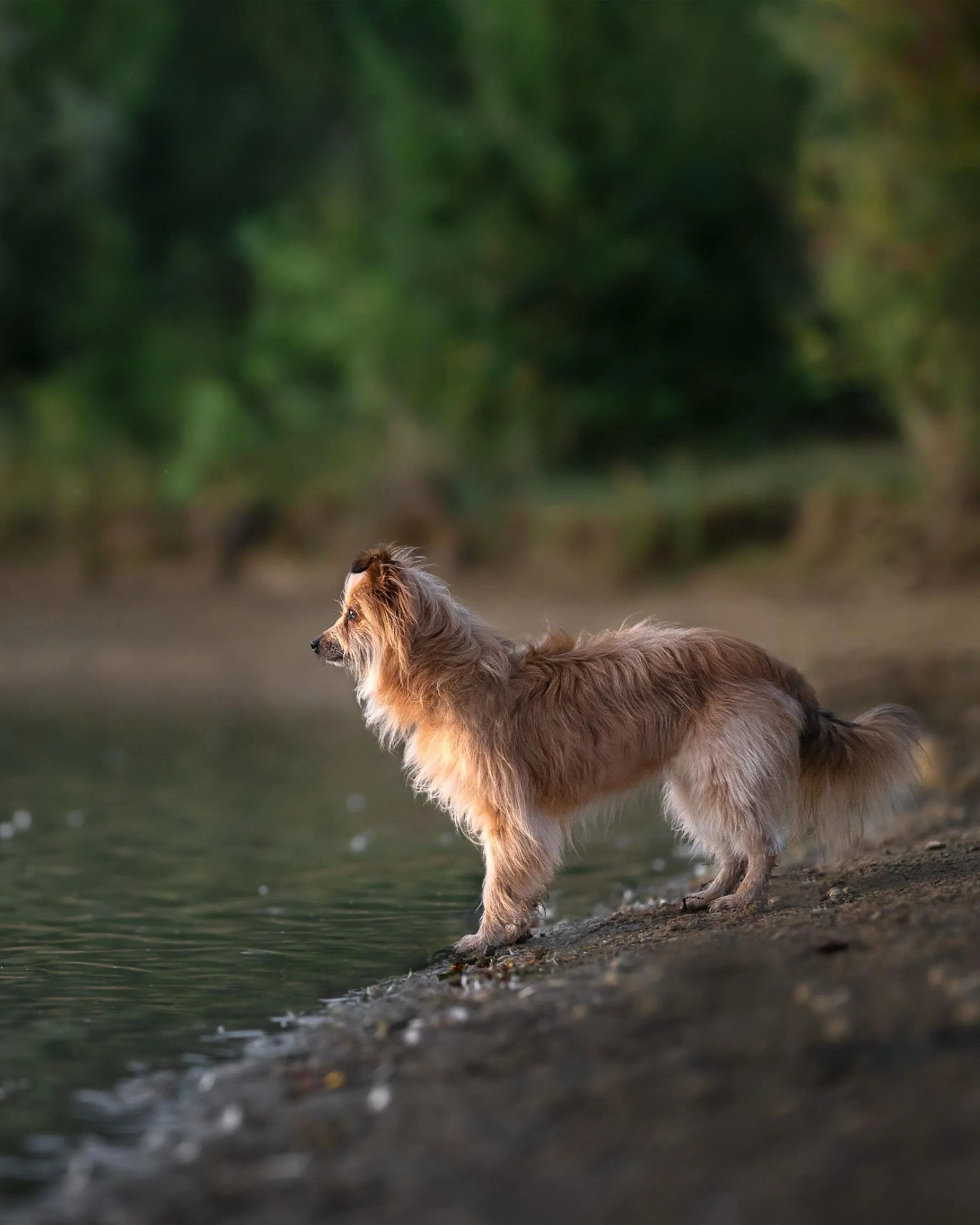 Le gentil Balou un matin t&ocirc;t quelque part au bord d&rsquo;un lac dans le Lot et Garonne.

Je sais il y a beaucoup de bergers des Pyr&eacute;n&eacute;es par ici. Je les aime tellement.

#photographecanin #chienheureuxma&icirc;treheureux #chienhe