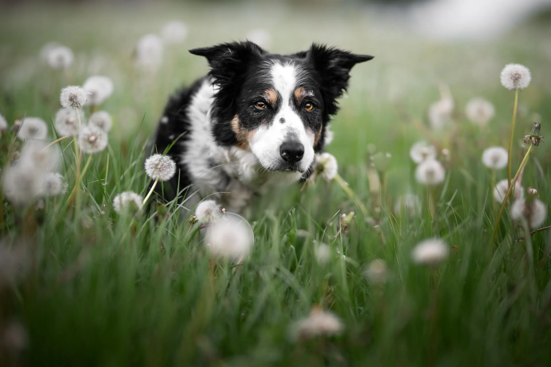 Il y a un an&hellip; Lala dans les pissenlits.
Je pourrais &eacute;crire l&rsquo;ascenseur &eacute;motionnel de vivre avec un vieux chien pour qui on voudrait un confort maximum.
Lala est une vraie une drama queen, alors on monte encore plus haut et 