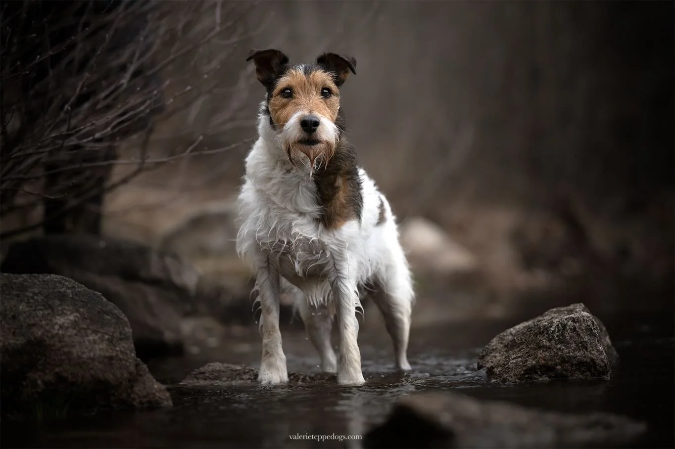 Bob et H&eacute;l&egrave;ne, que j&rsquo;ai eu le plaisir de revoir parce qu&rsquo;ils excellent en mantrailing tous les deux !
(C&rsquo;&eacute;tait quand Uti trouvait encore un int&eacute;r&ecirc;t &agrave; faire marcher sa truffe)

Une adoption pl