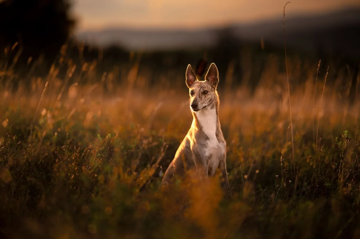 NOVA 

Une beaut&eacute; dans les derniers rayons du soleil, et cette belle connexion avec Camille. 

De plus en plus j&rsquo;aime montrer ce lien entre vous.

#photographecanin #photographelimoges #photographelyon #chienheureuxma&icirc;treheureux #c
