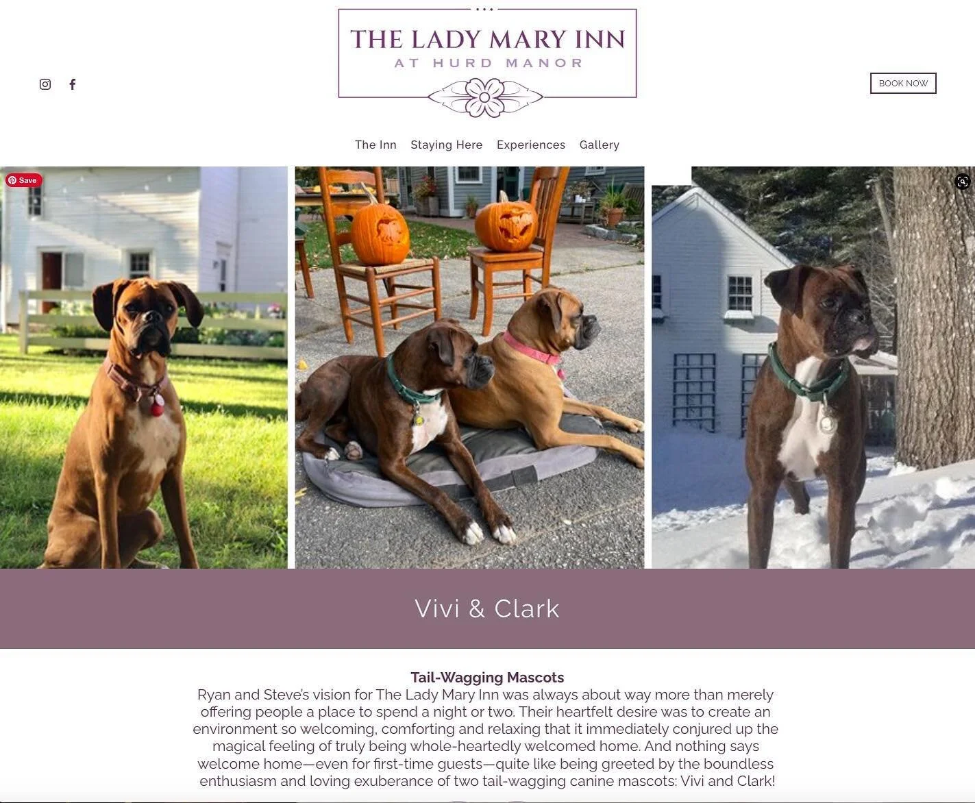 By popular demand, we have given Vivi and Clark their own page on the @theladymaryinn webpage. These loves are the true welcoming committee and the warmth of the Inn. Check out their story on the new page and then come visit them for live, really wet