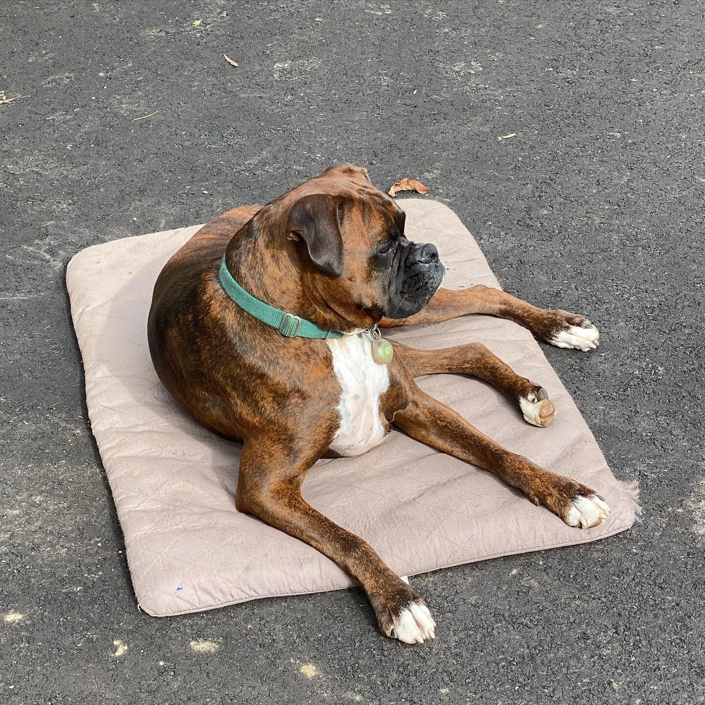 Happy Birthday to Clarkie! Today we celebrate his 4th birthday. This little bundle of wiggles and kisses brings so much joy. #happybirthday #puppy #boxersofinstagram #boxerdog #boxerpuppy #inndogs #stayselect