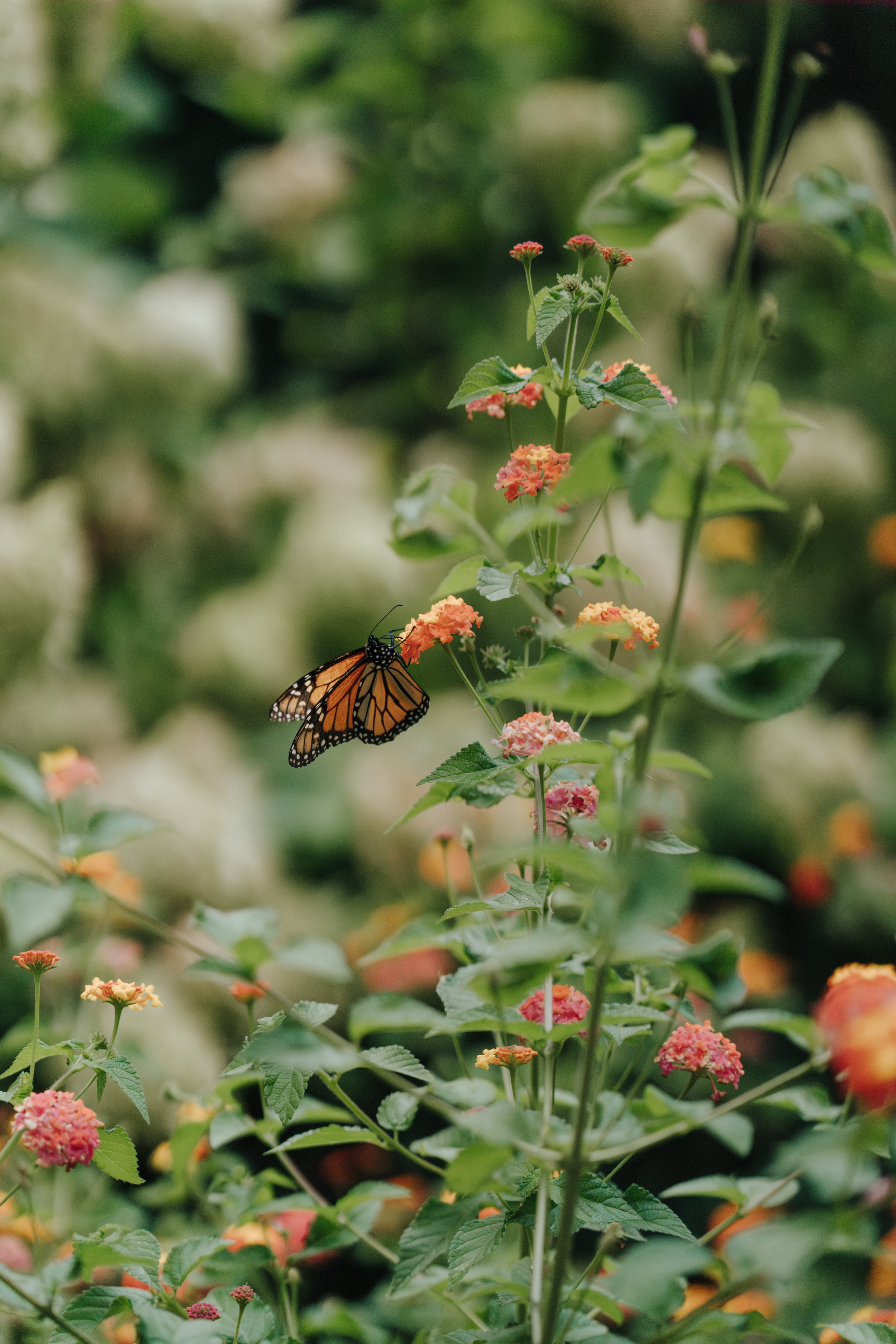 the_butterfly_pavilion_.jpg