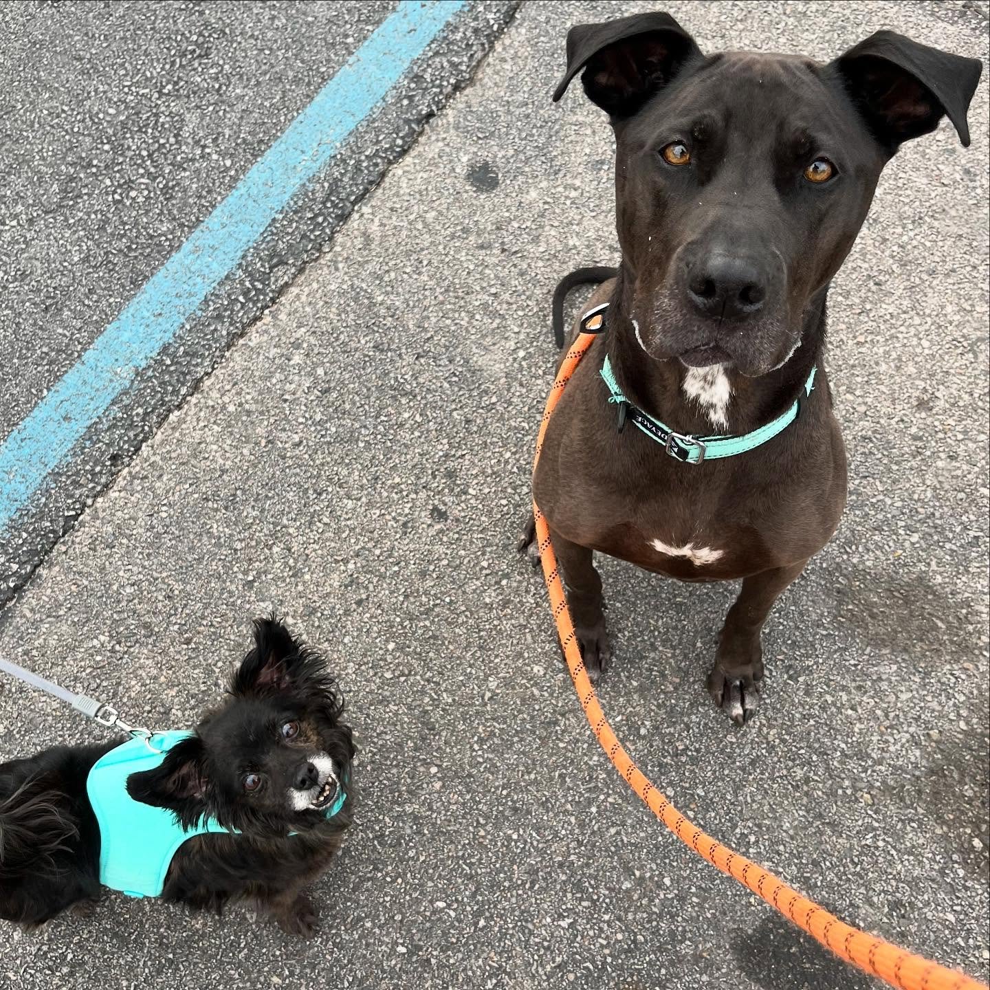 Private-Dog-Training-Lessons-Basic-Obedience-and-Minor-Behavior-Problems-Canine-Connoisseur-Relationshipbased-Dog-Training-In-Marion-Grant-County-Indiana-46953