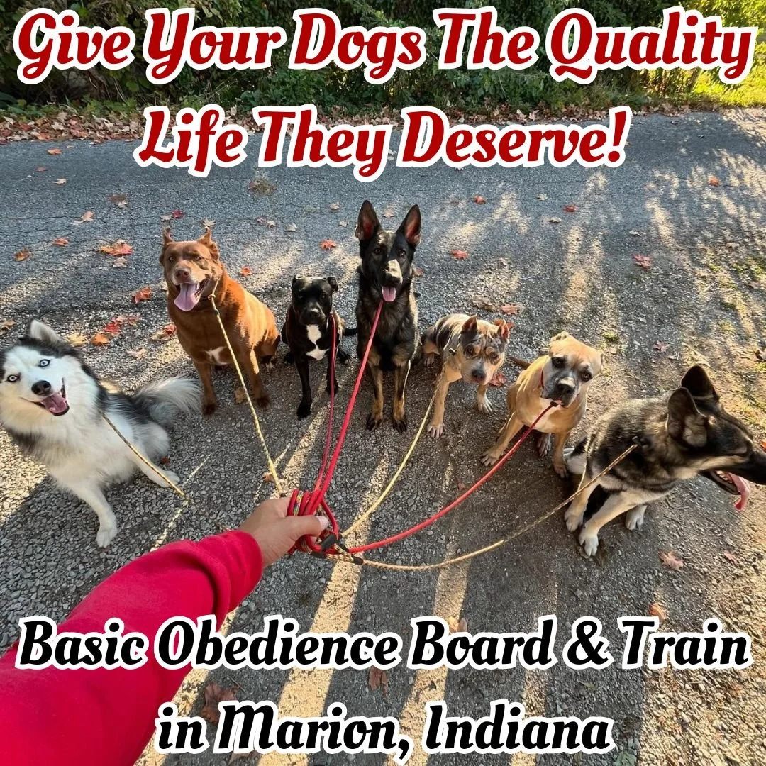 Dog Board & Train | Marion, Indiana | Basic Obedience Board & Train