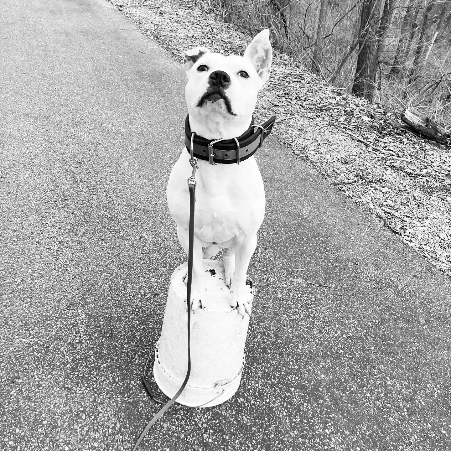 About | Nicholas Corey; Dog Trainer in Marion, Indiana