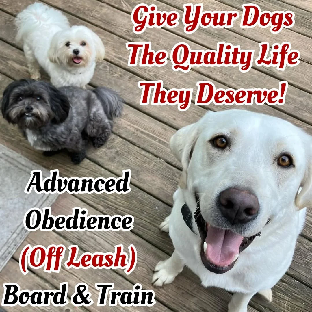 Advanced-Dog-Obedience-Board-And-Train-Off-Leash-Dog-Training-Marion-Grant-County-Indiana-Canine-Connoisseur-Relationshipbased-Dog-Training