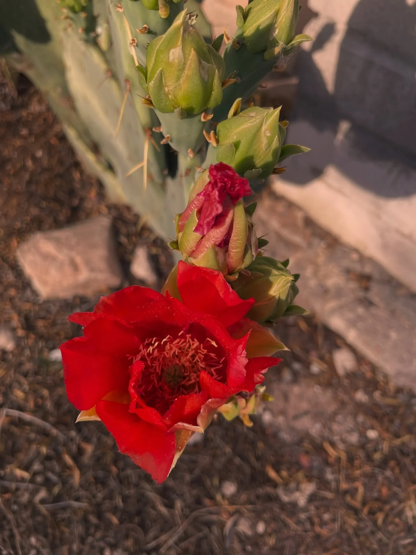 Everything&rsquo;s coming up cactus roses 🌹 #Aqua