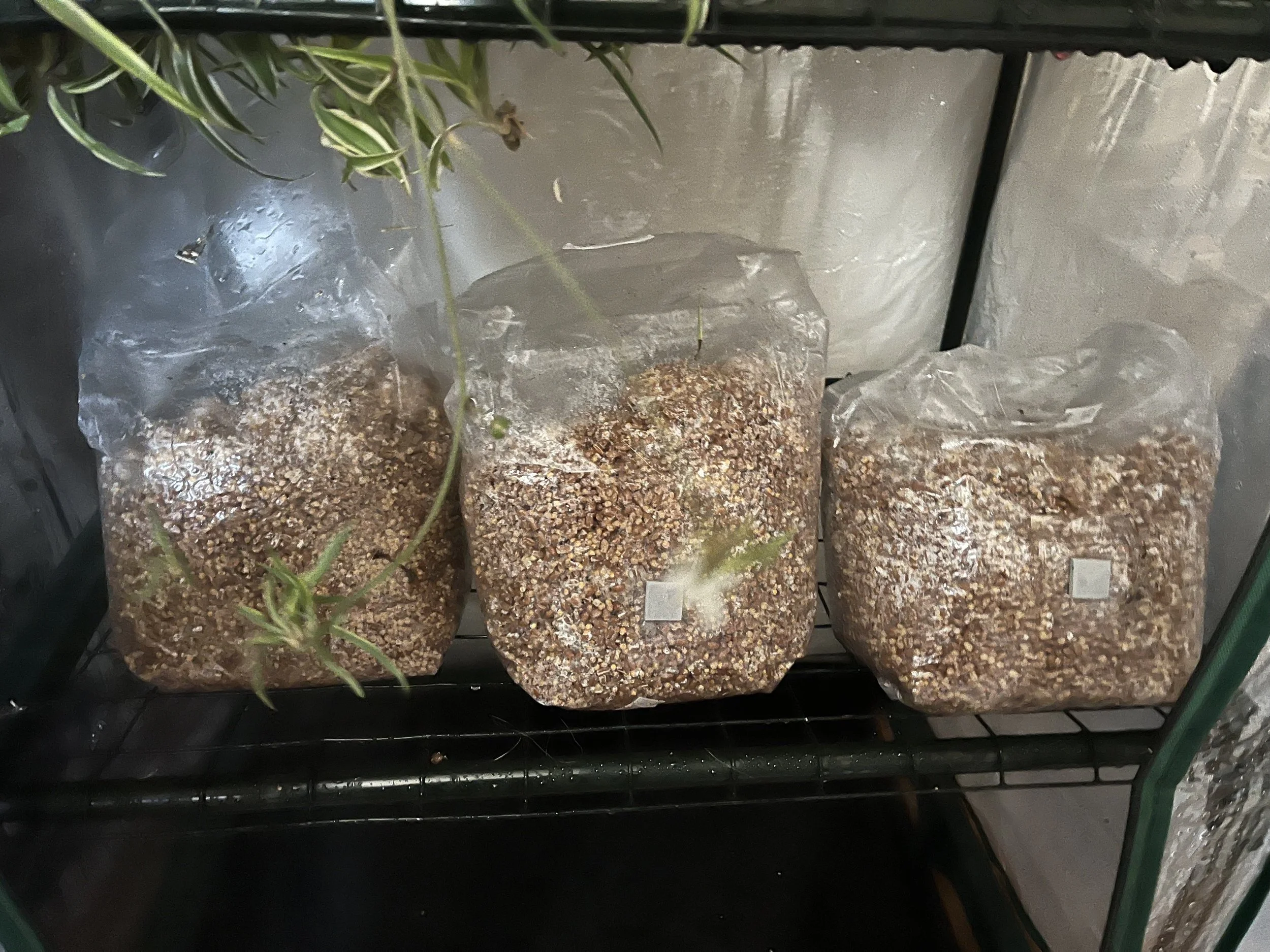 Step 2: Injecting Spores into Grain