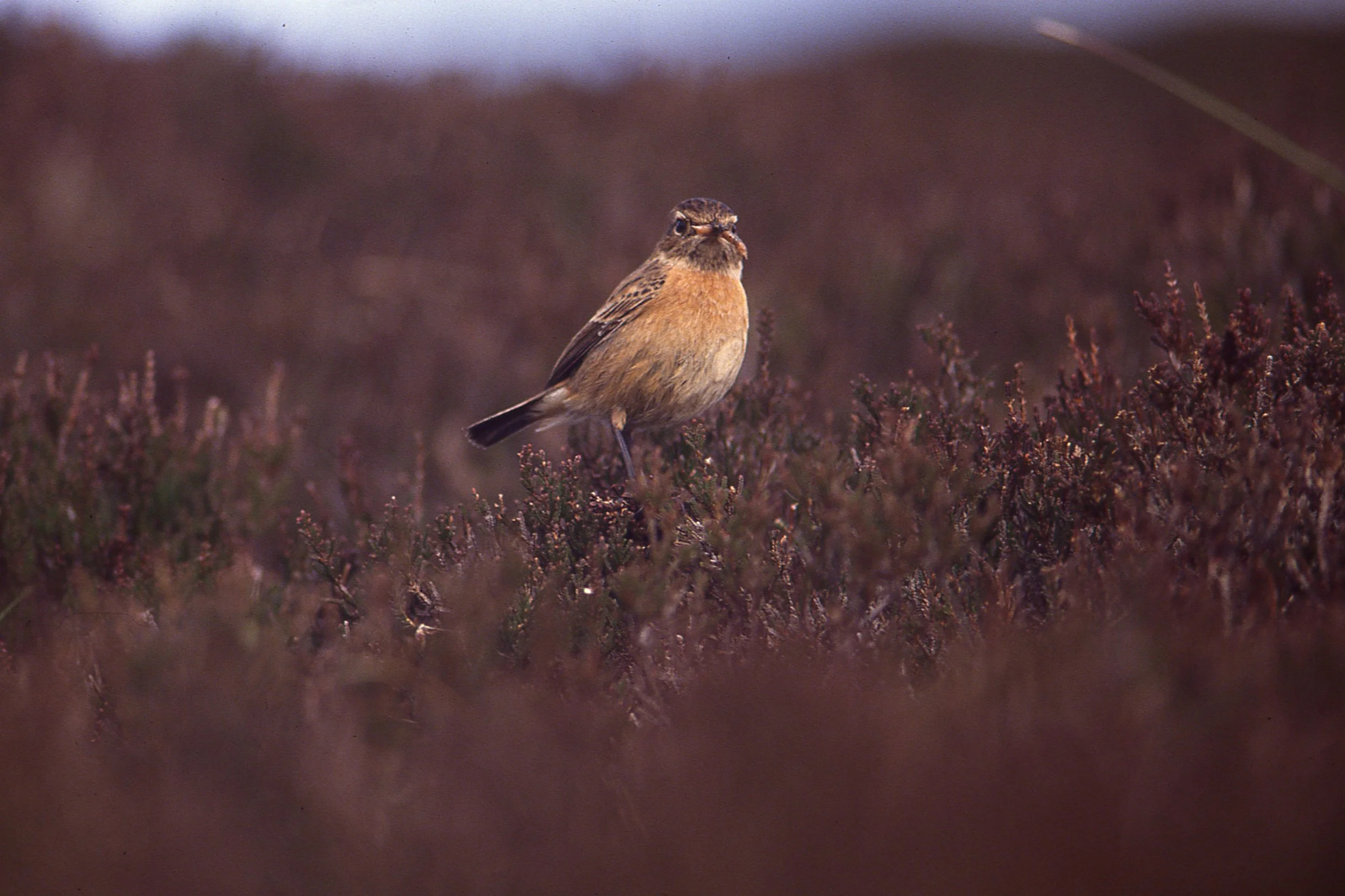 birdwatcher1.jpg